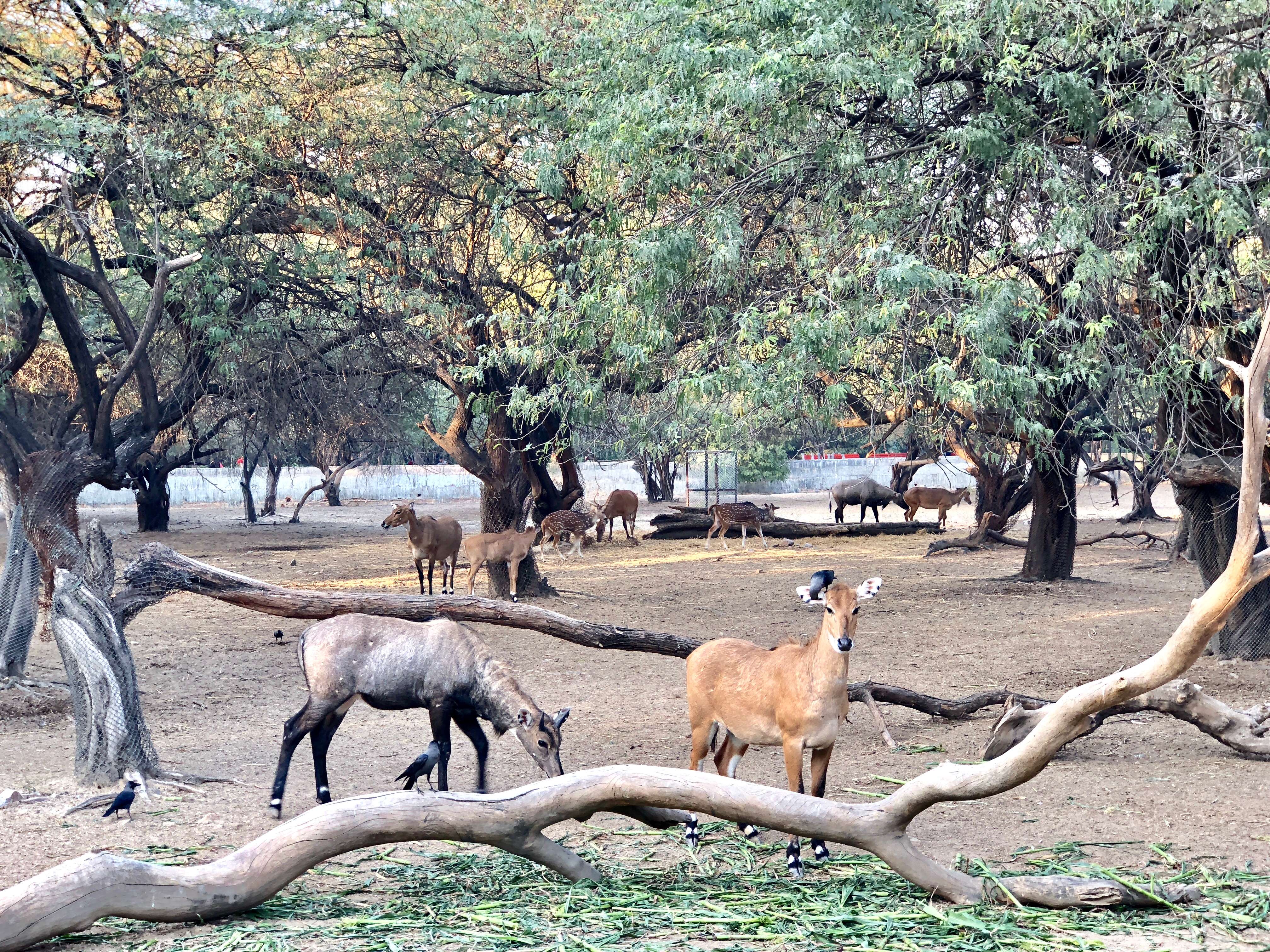 Manipur Zoological Gardens