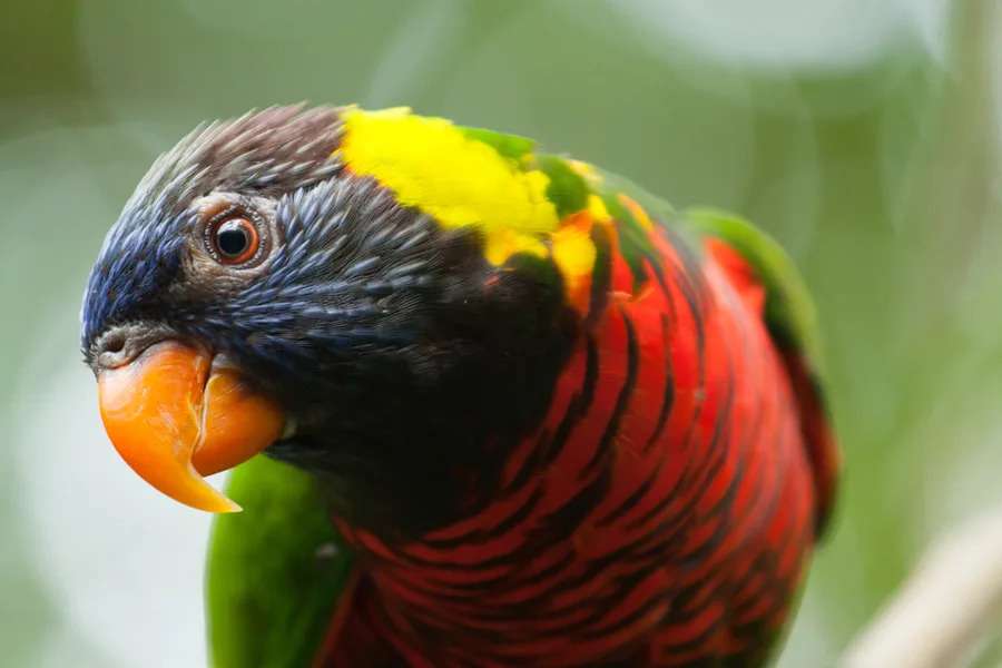 Take a Birds Eye Tour