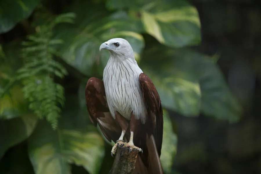 Get a chance to see a high IQ bird at High Flyers Show