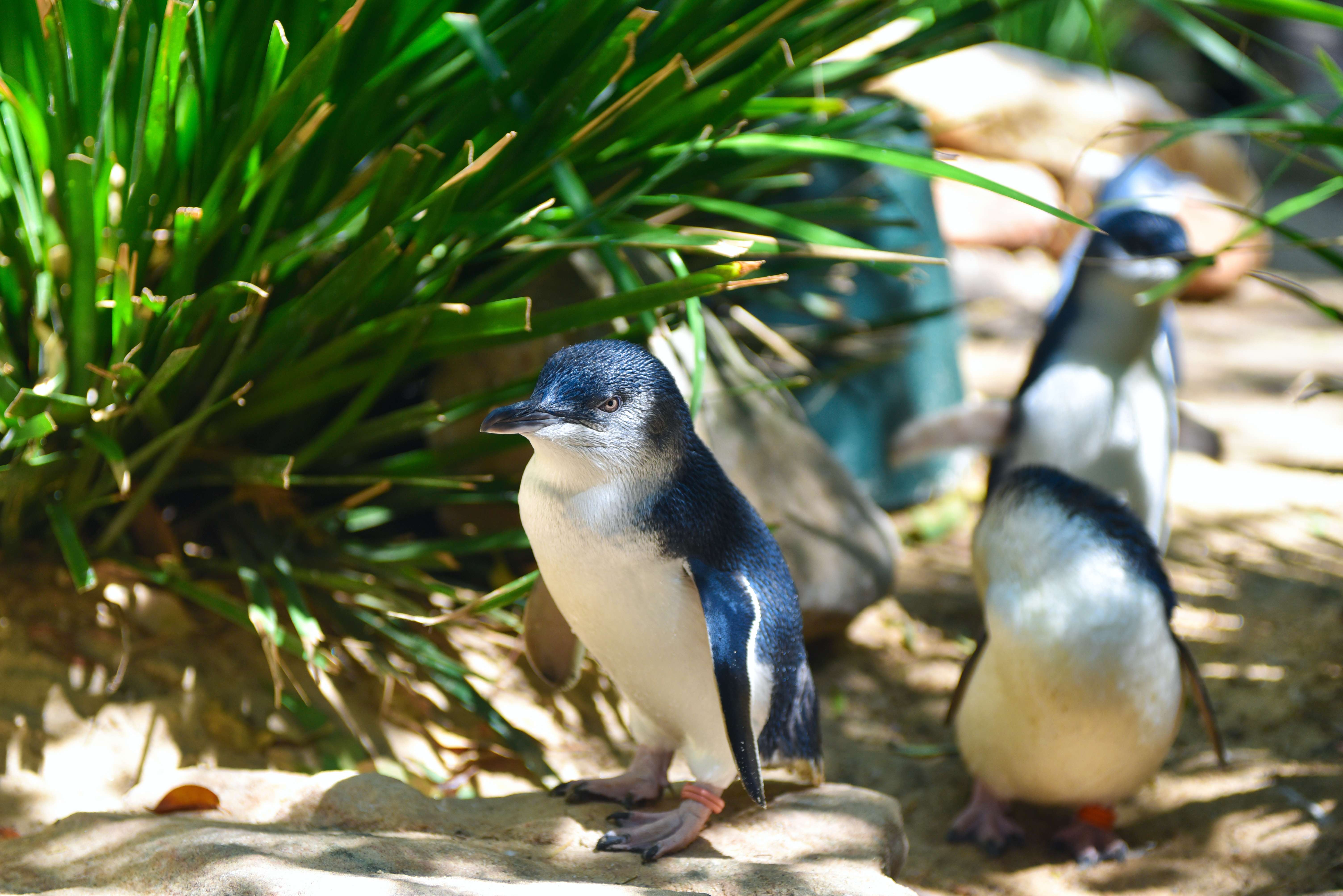 Meet the Adorable Penguins