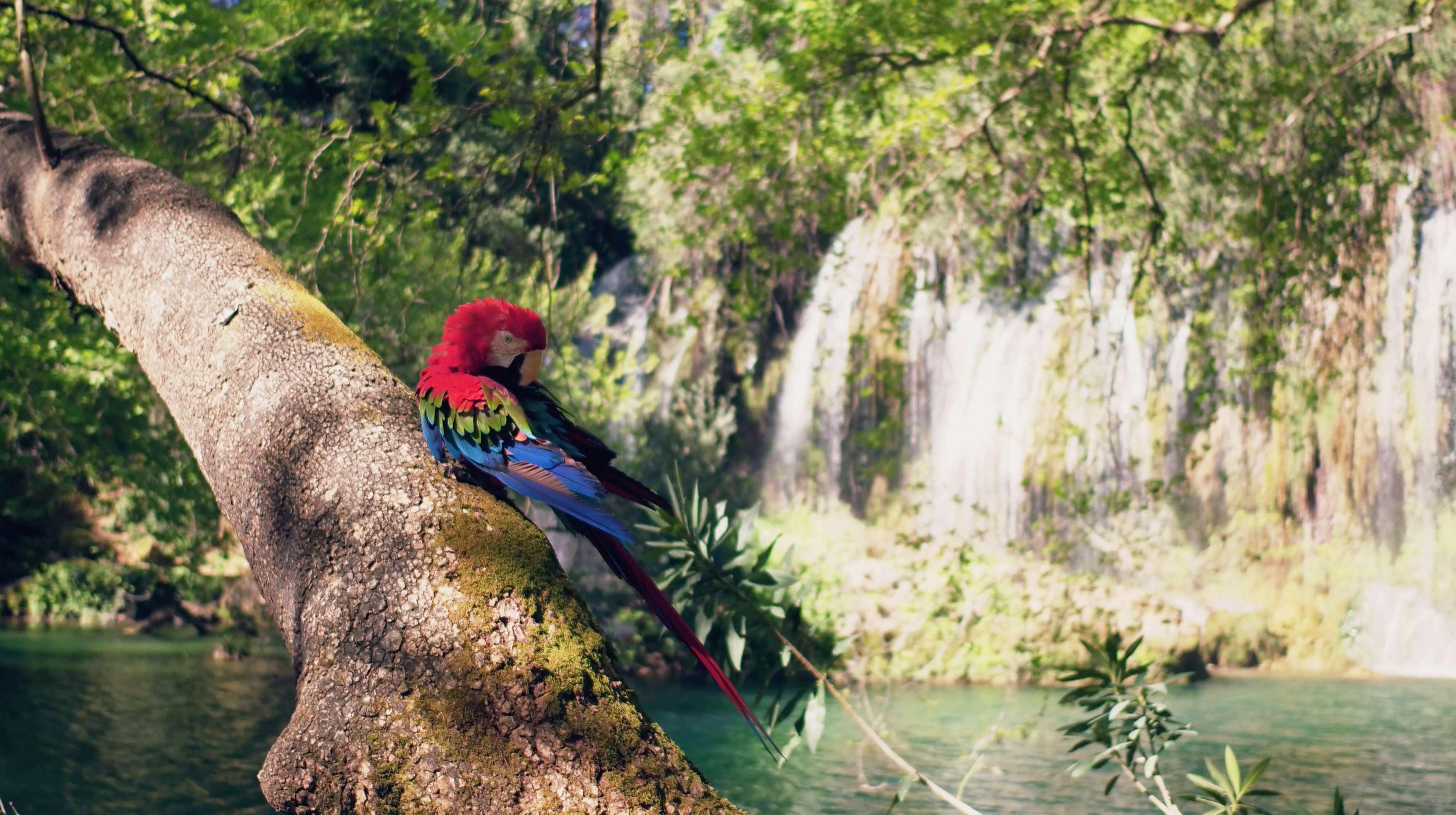 Visit the Waterfall Aviary