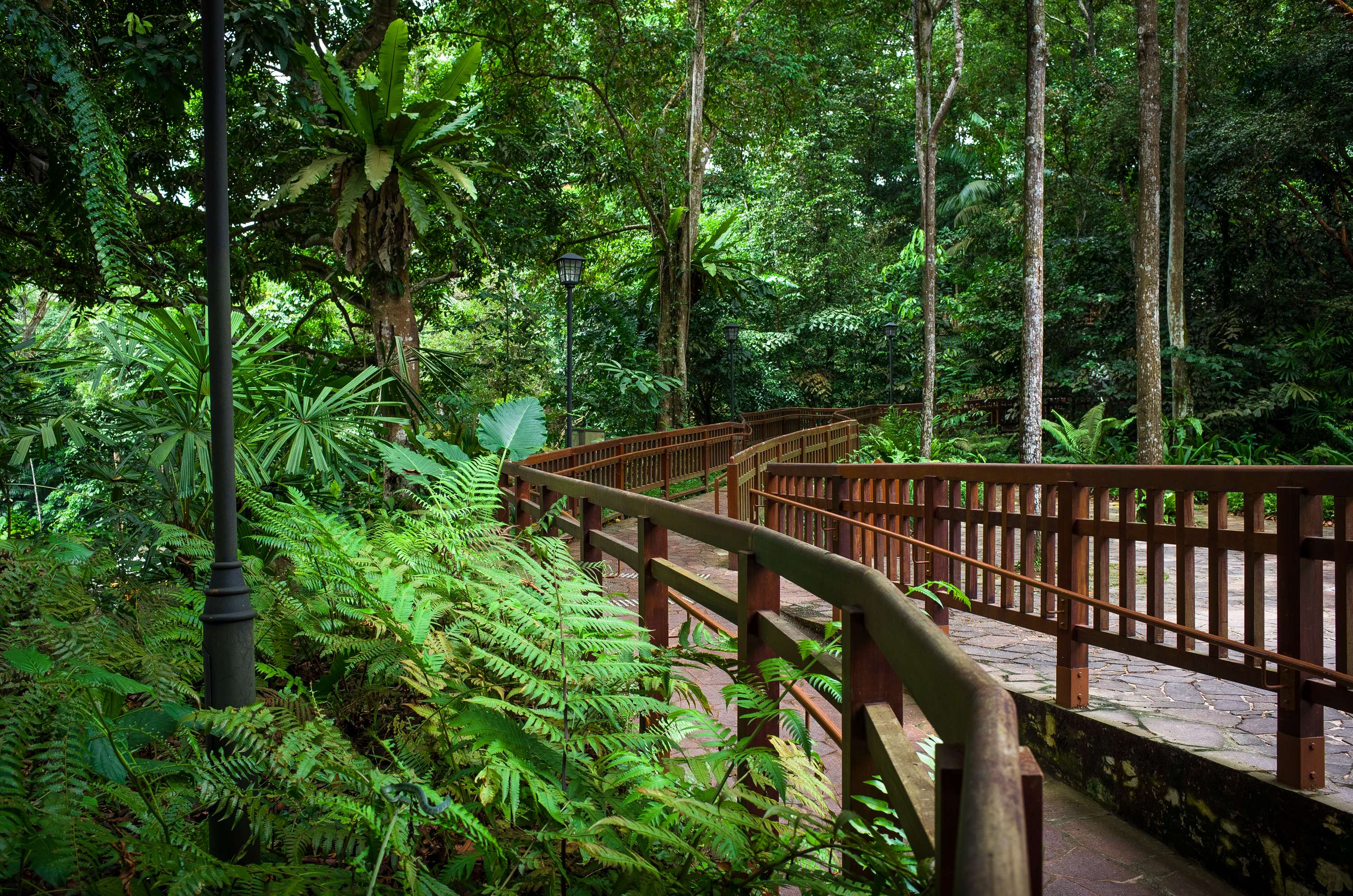   Enjoy a Bike Trail at Bukit Timah Nature Reserve
