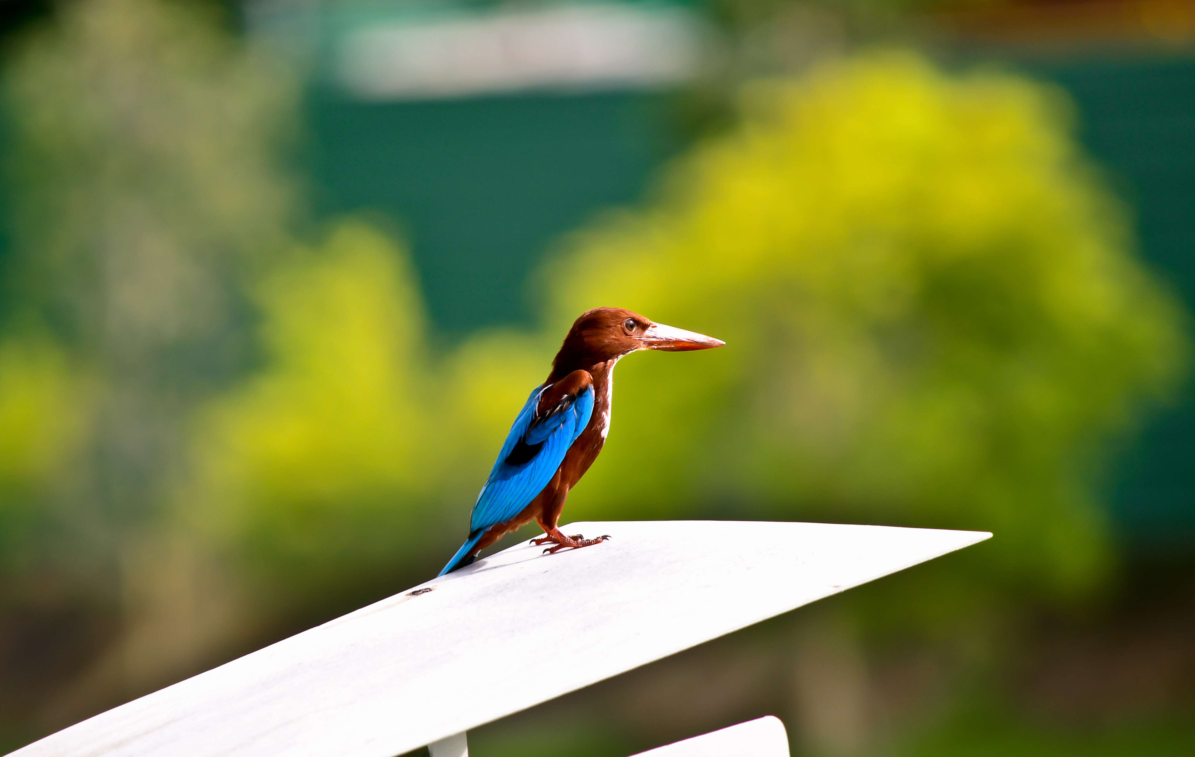  Birdwatching at Chestnut Nature Park