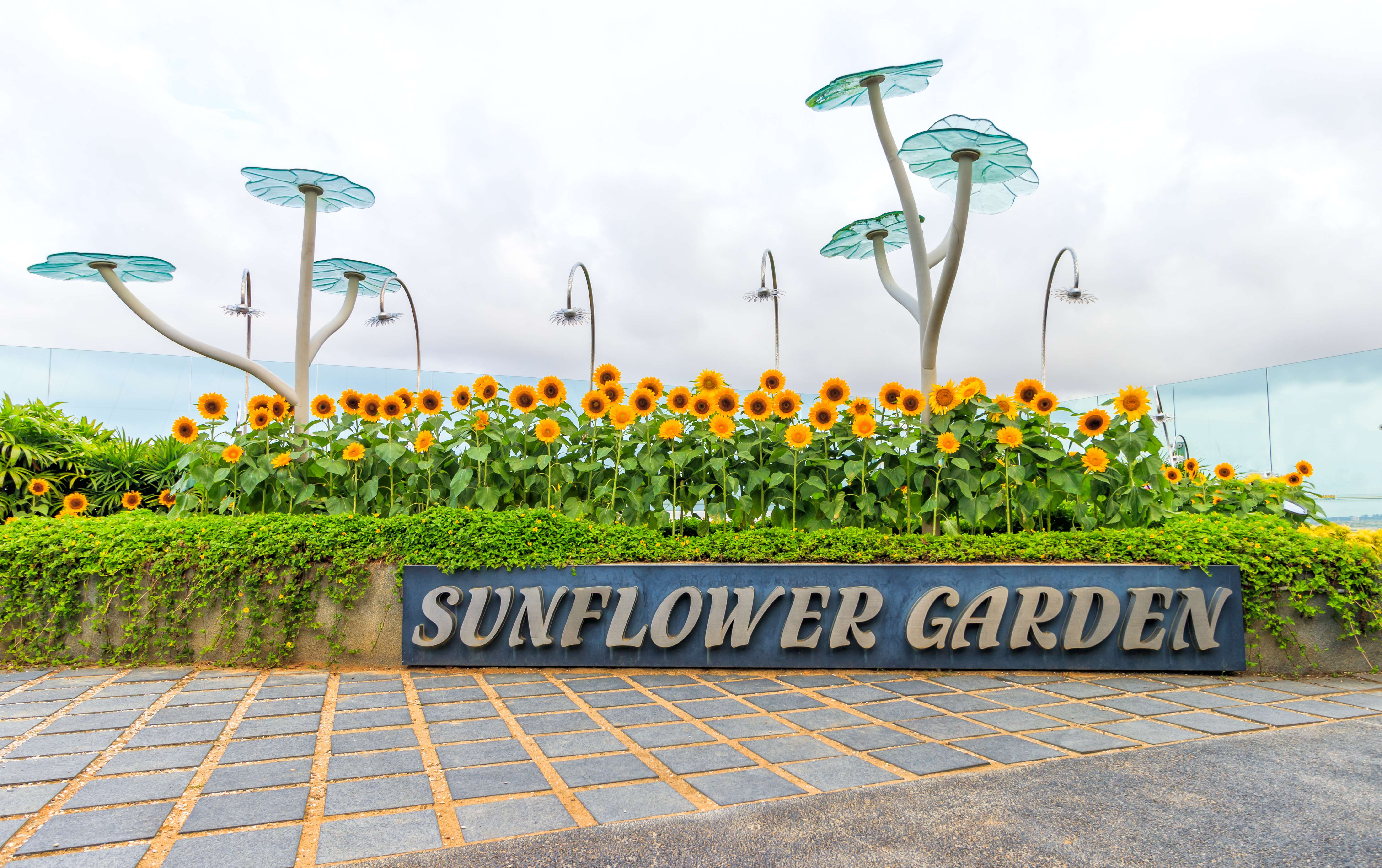 Sunflower Garden