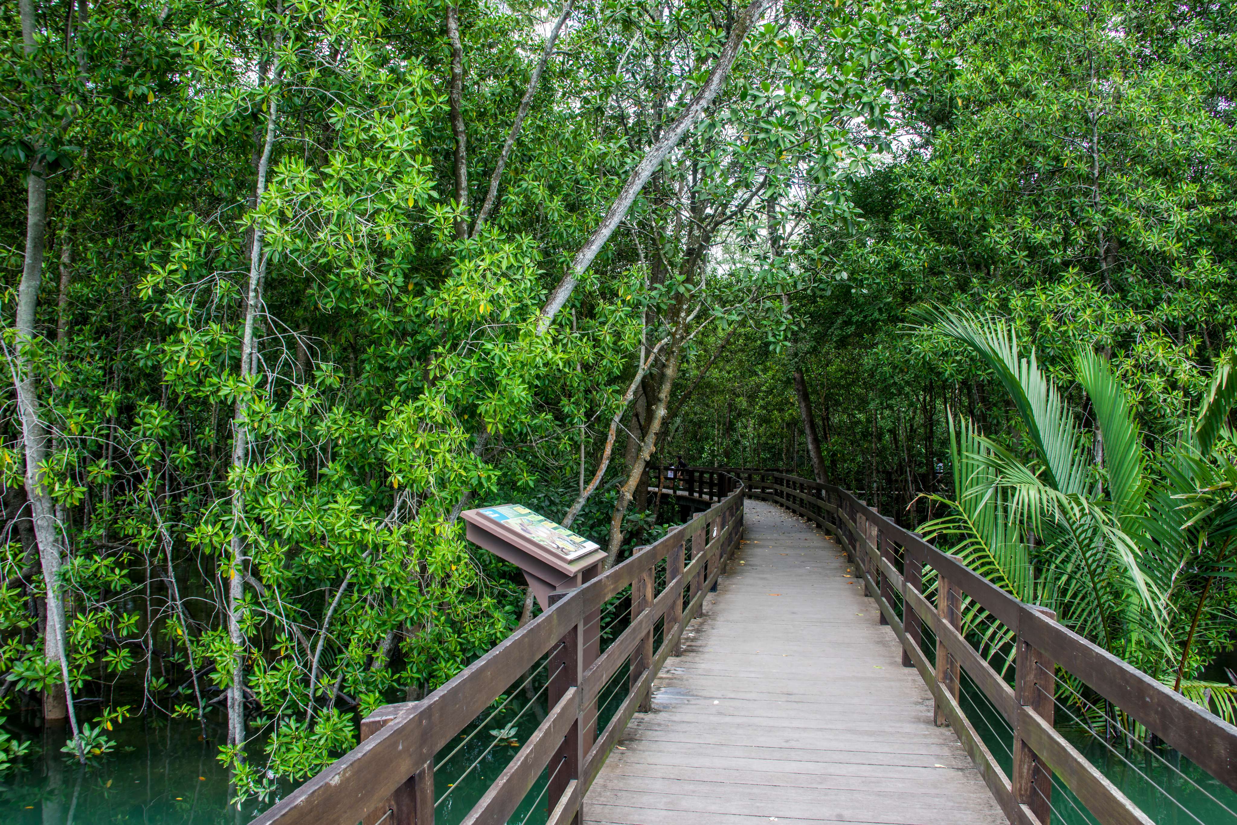 Take a Nature tour at Pasir Ris Mangrove Boardwalk