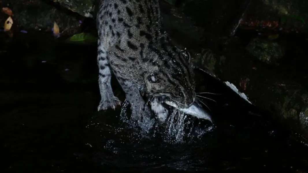 Fishing Cat Trail singapore