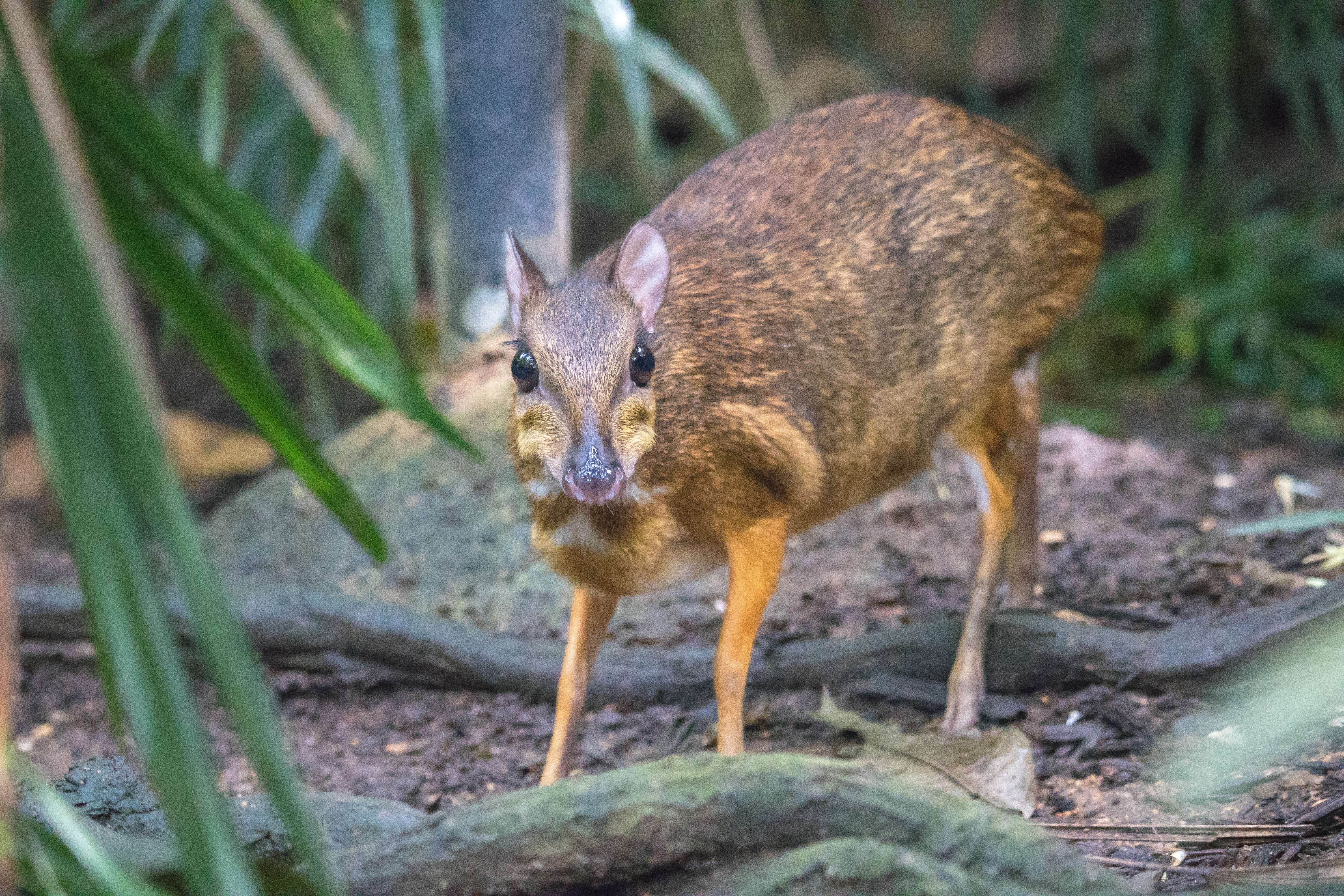 Fragile Forest Singapore