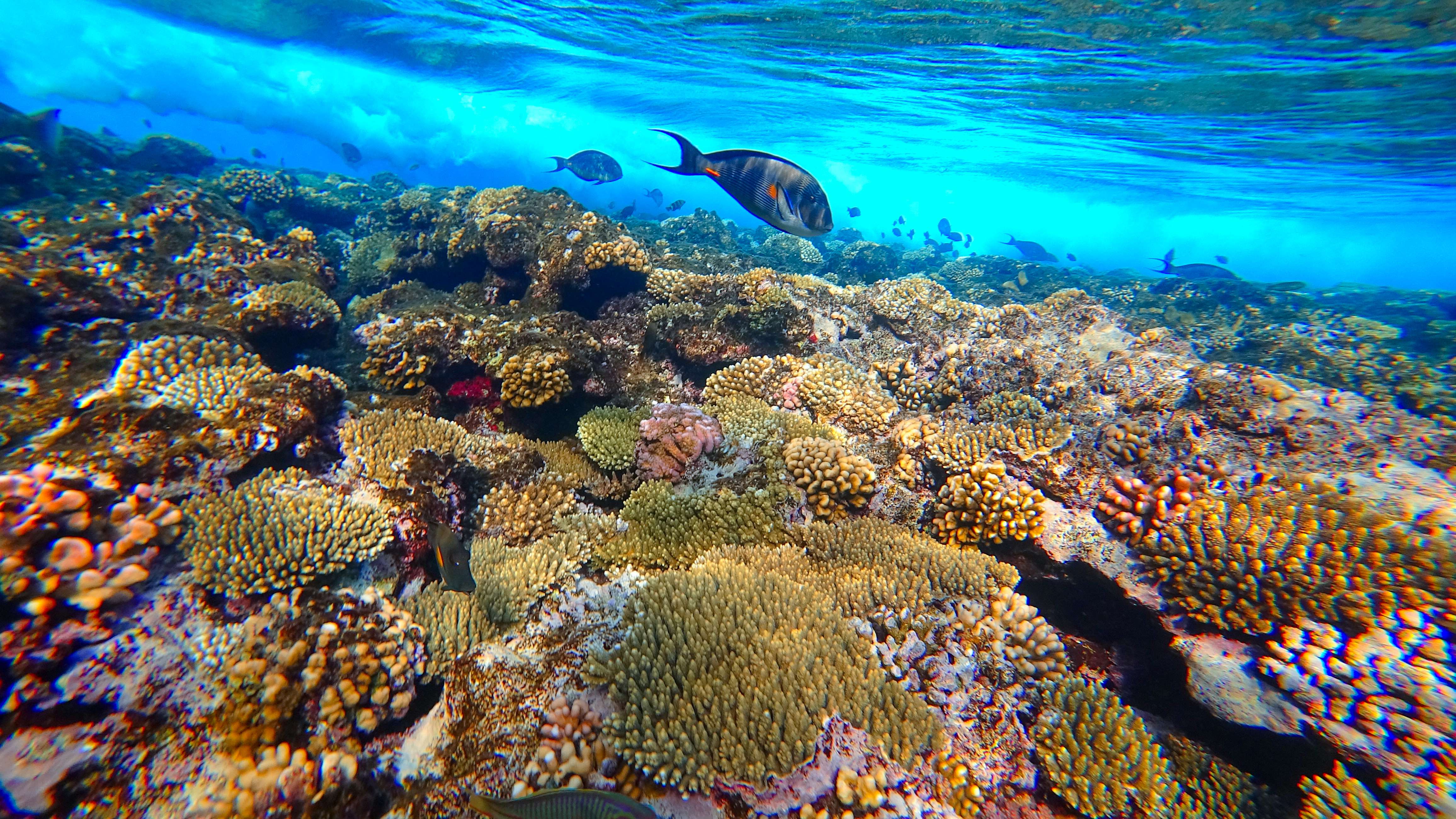 Scuba Diving at Pulau Hantu