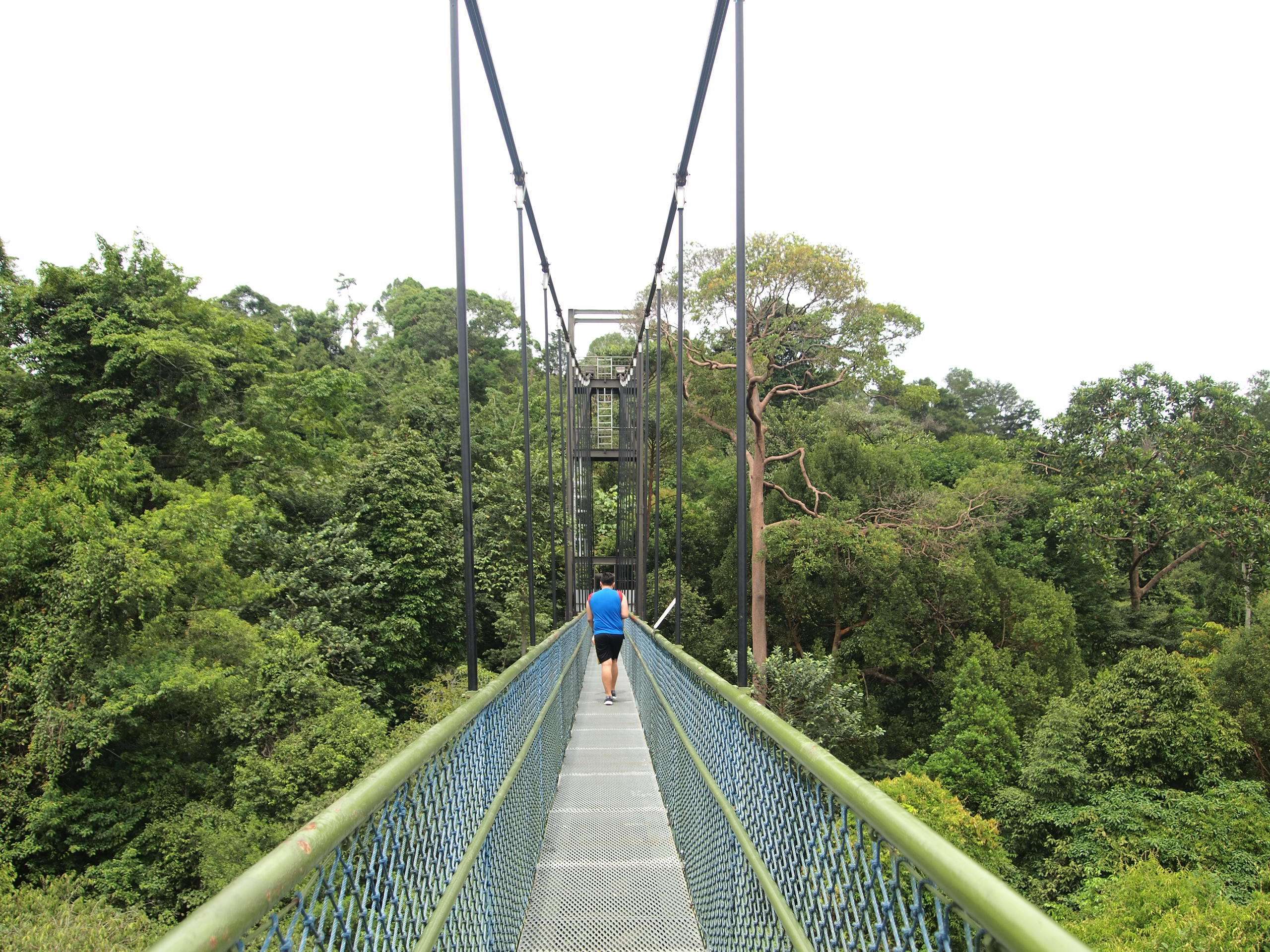 Treetop Walk at Macritchie