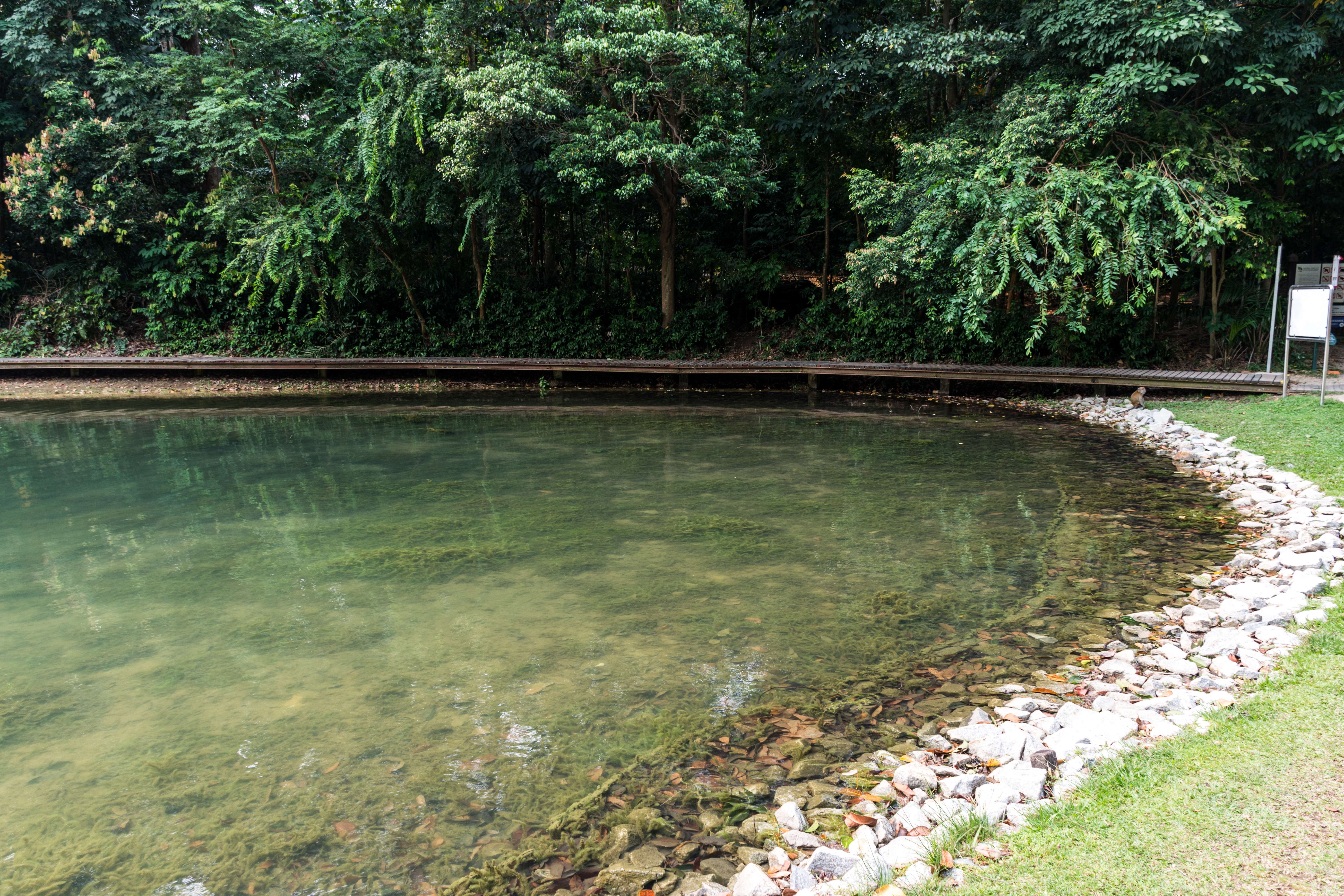 Jog around Prunus Petai Trail