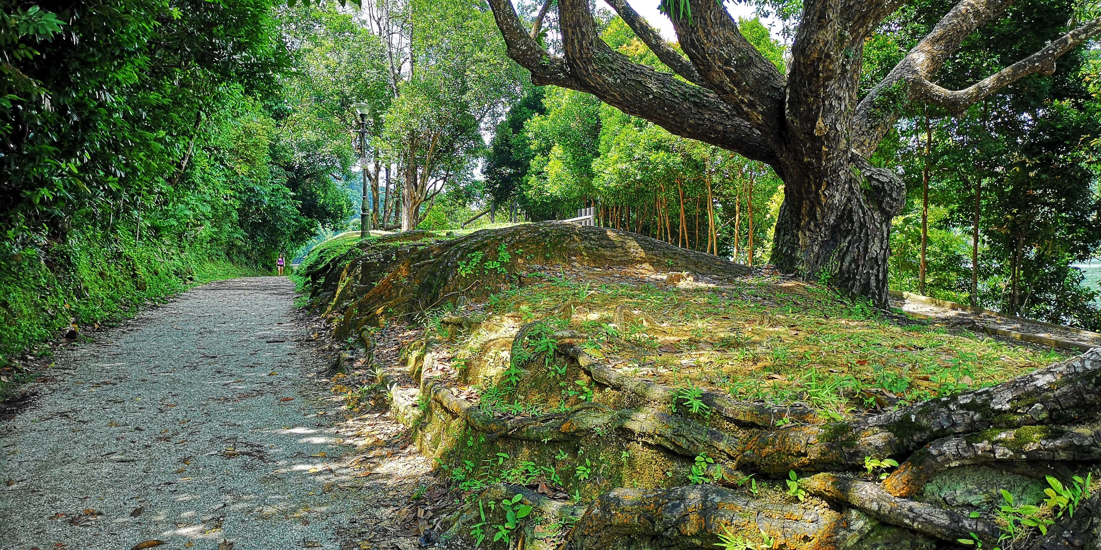 Hike along the Beautiful Macritchie Nature Trail