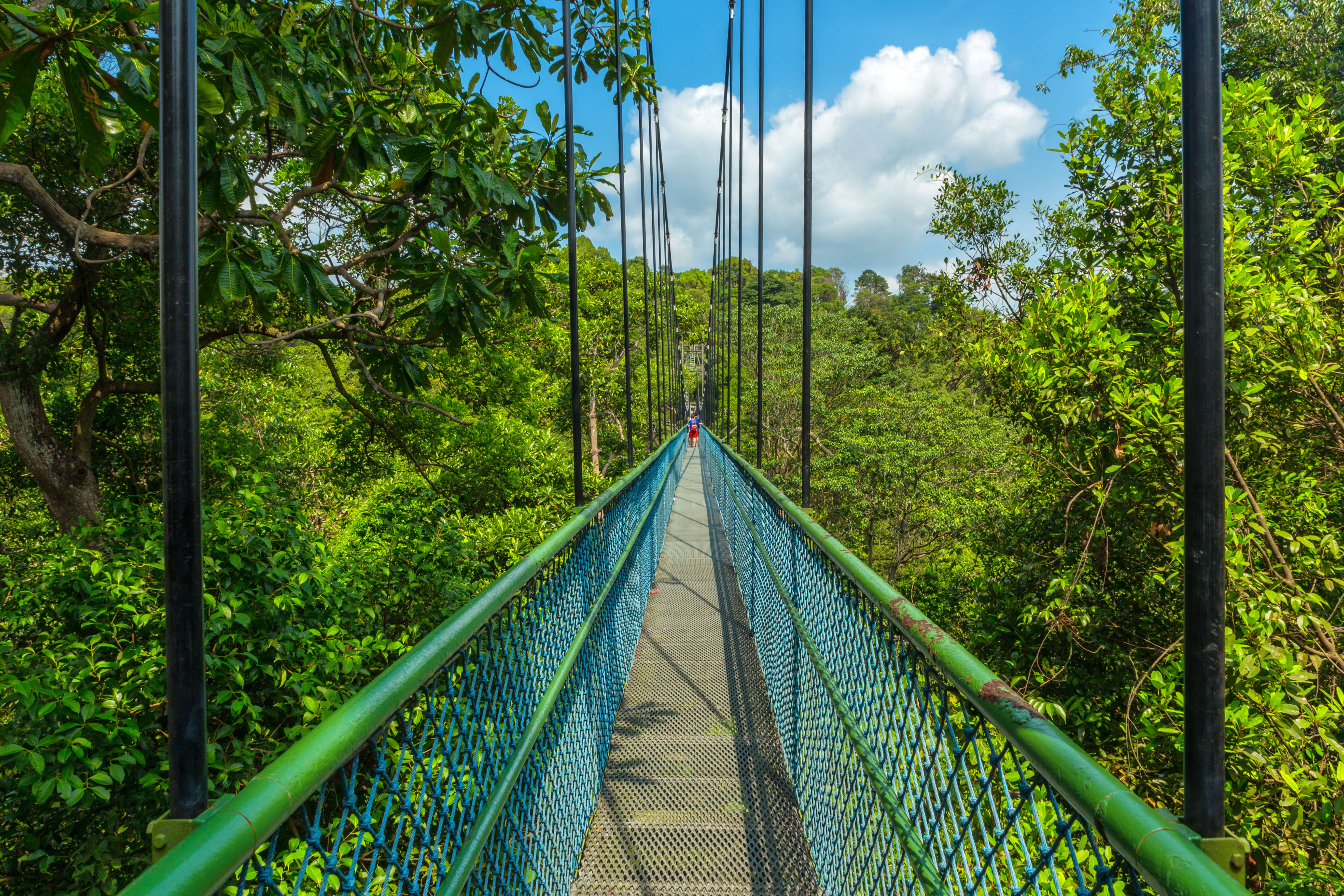 Experience the Macritchie Reservoir Treetop Walk