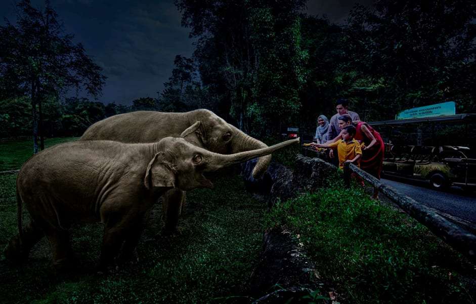 Singapore Night Safari