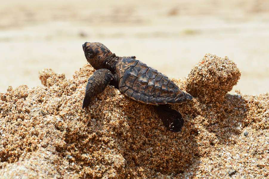 Visit The Kuta Beach Sea Turtle Conservation Centre