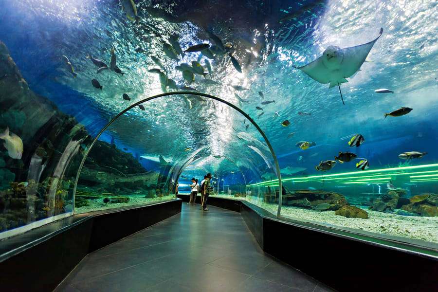  Take a Tour of the SEA Aquarium
