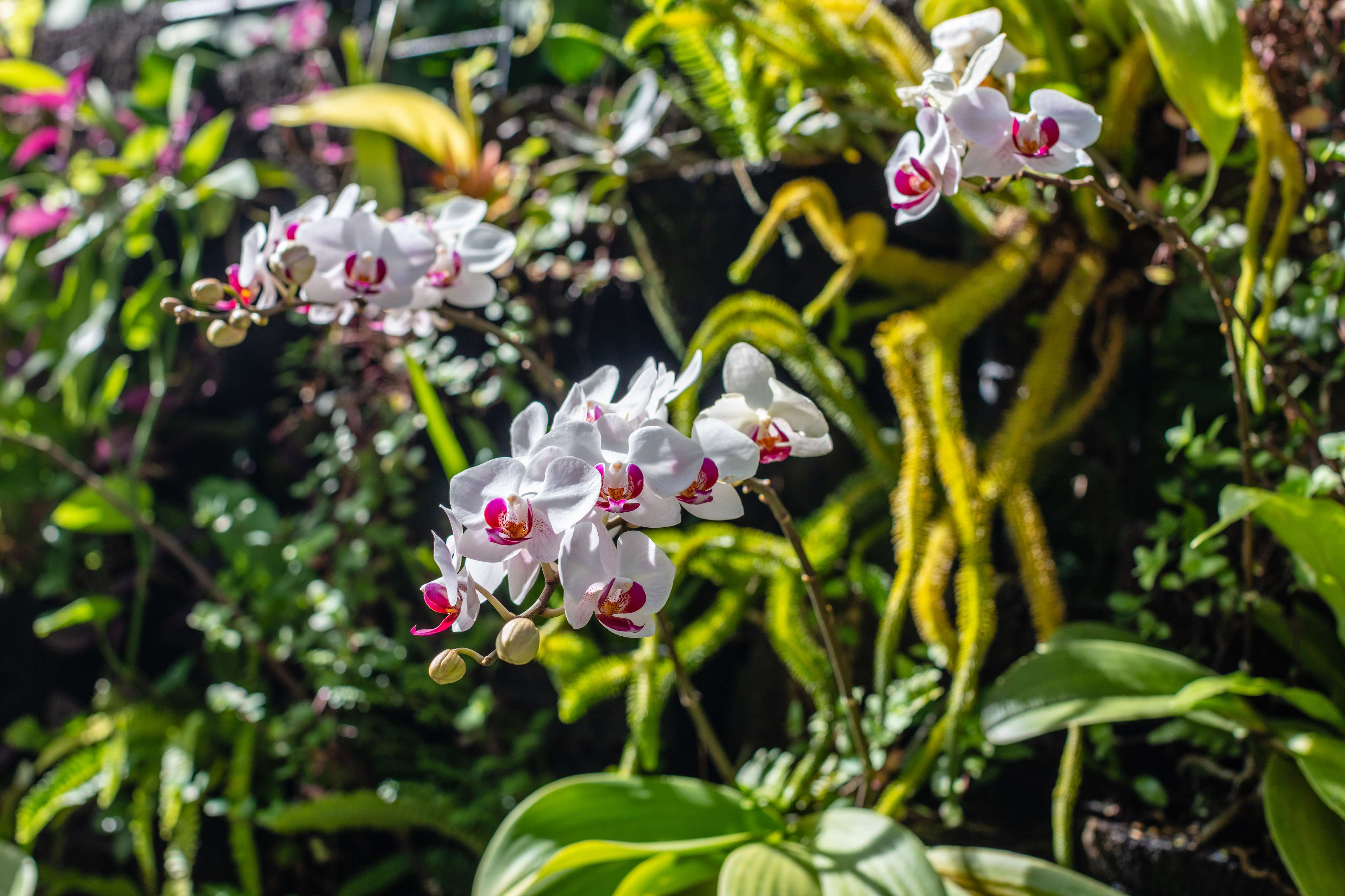 Visit the Bali Orchid Garden