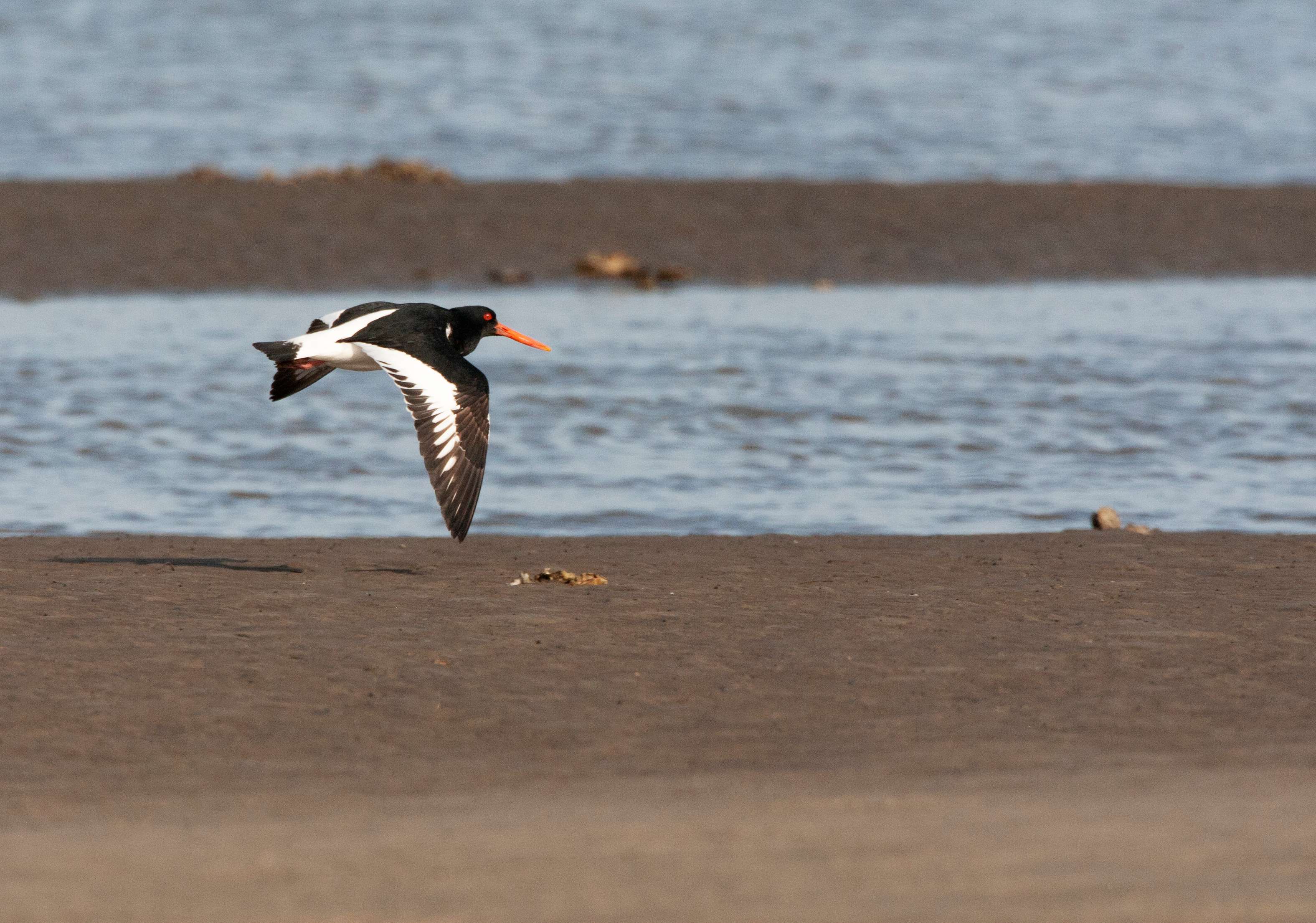 Trailing at East Asian Flyway
