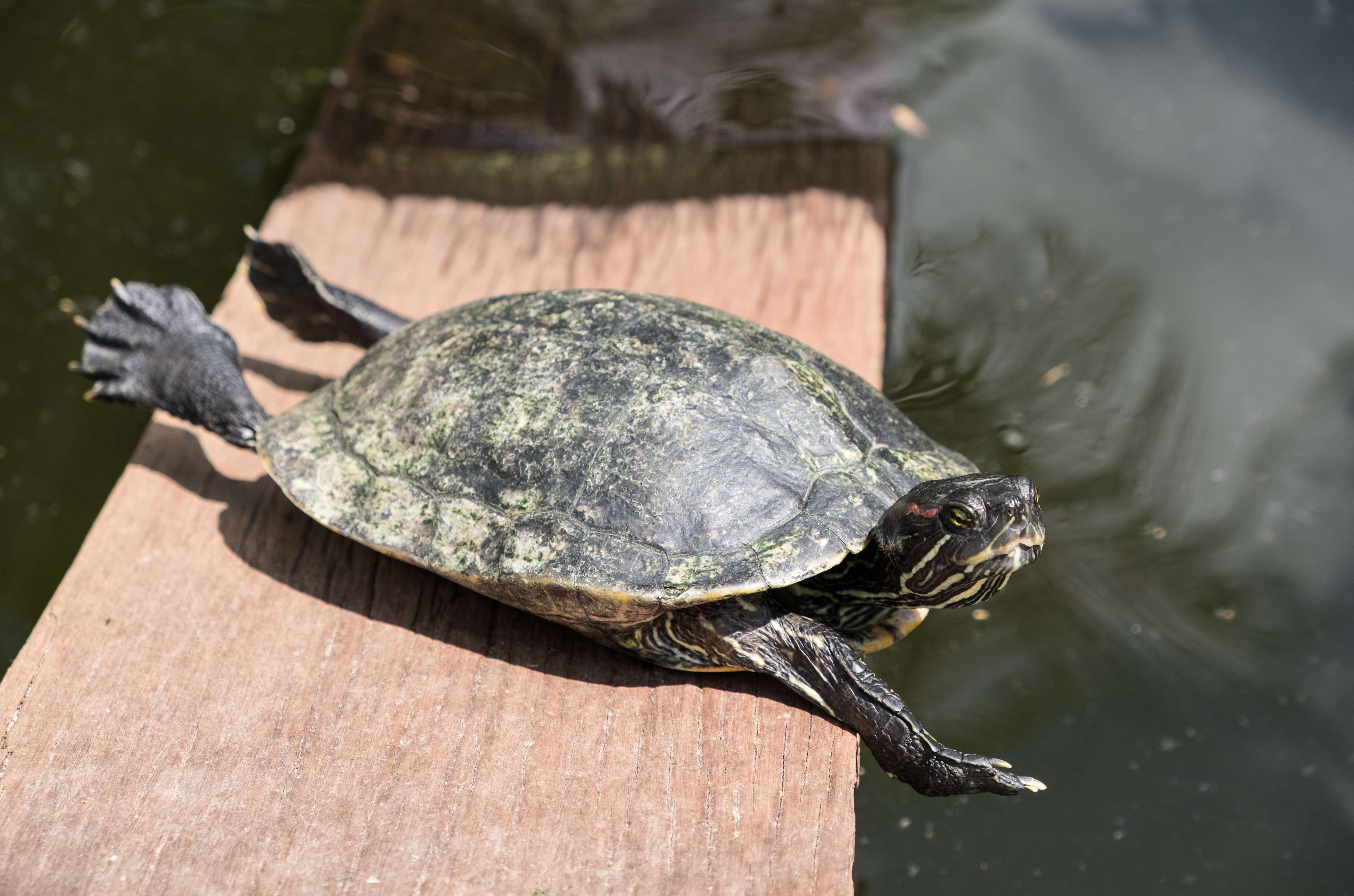 Visit Tortoise Sanctuary