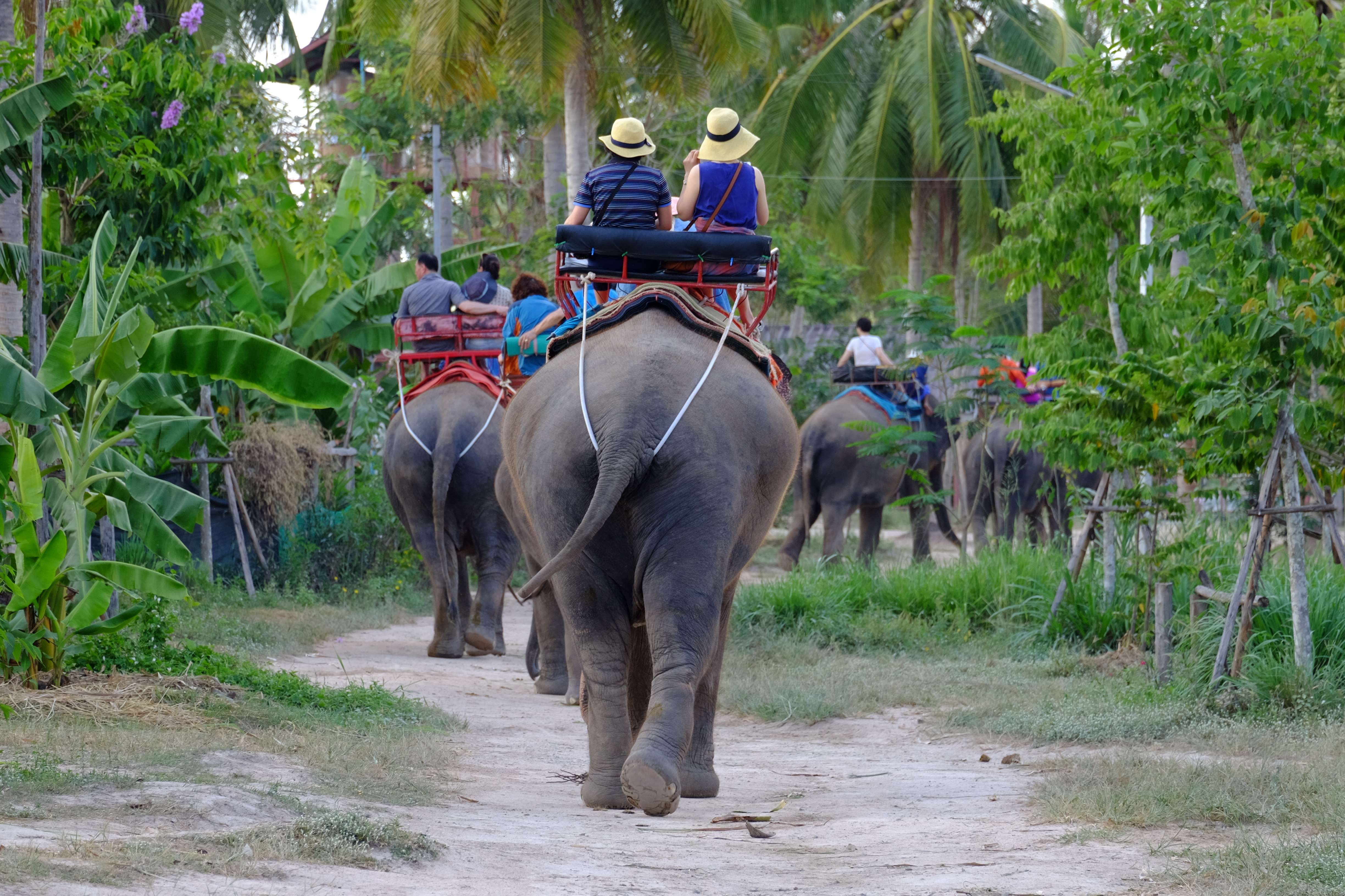 Elephant Village
