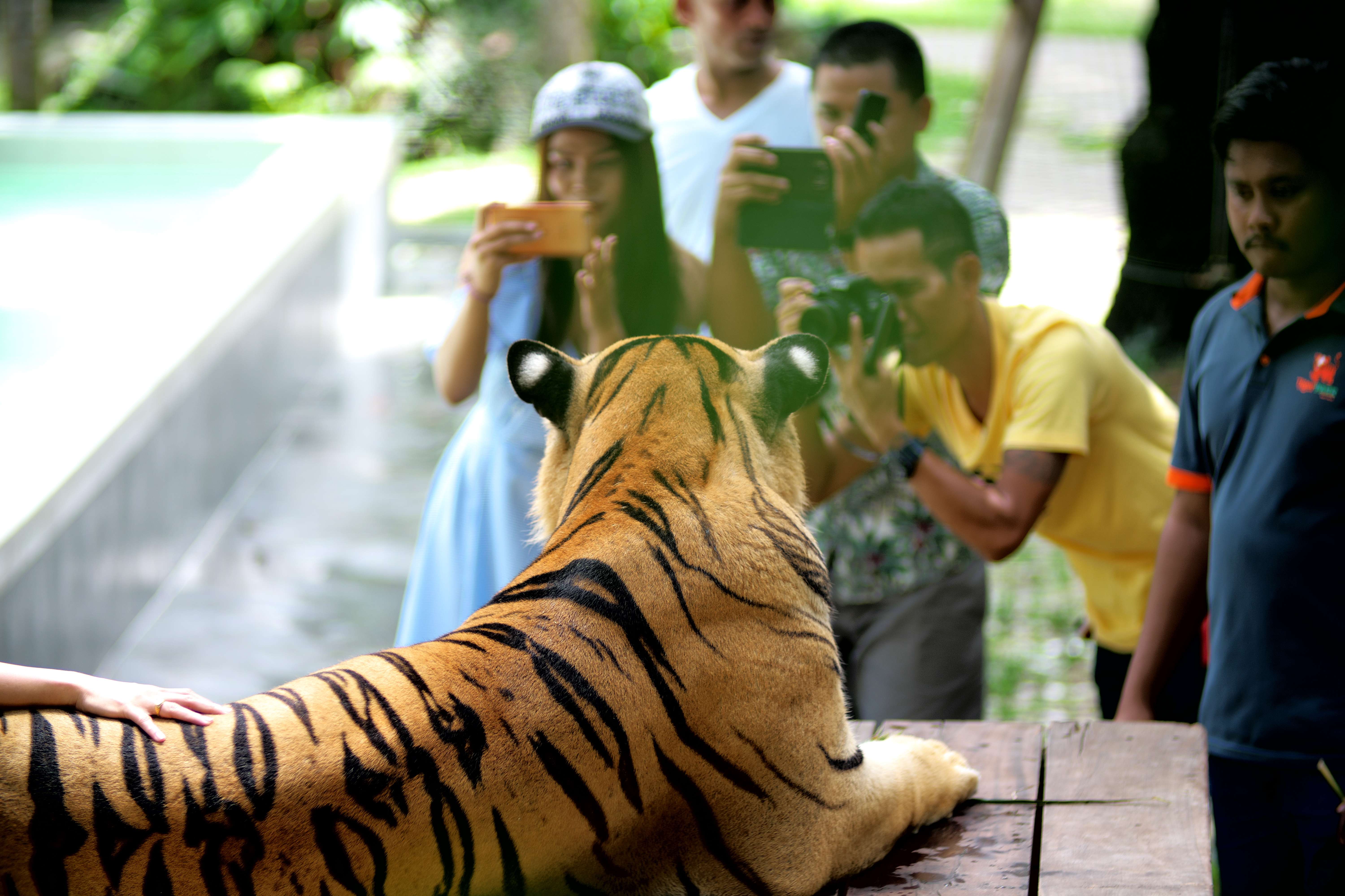Visit the Grand Tiger Kingdom