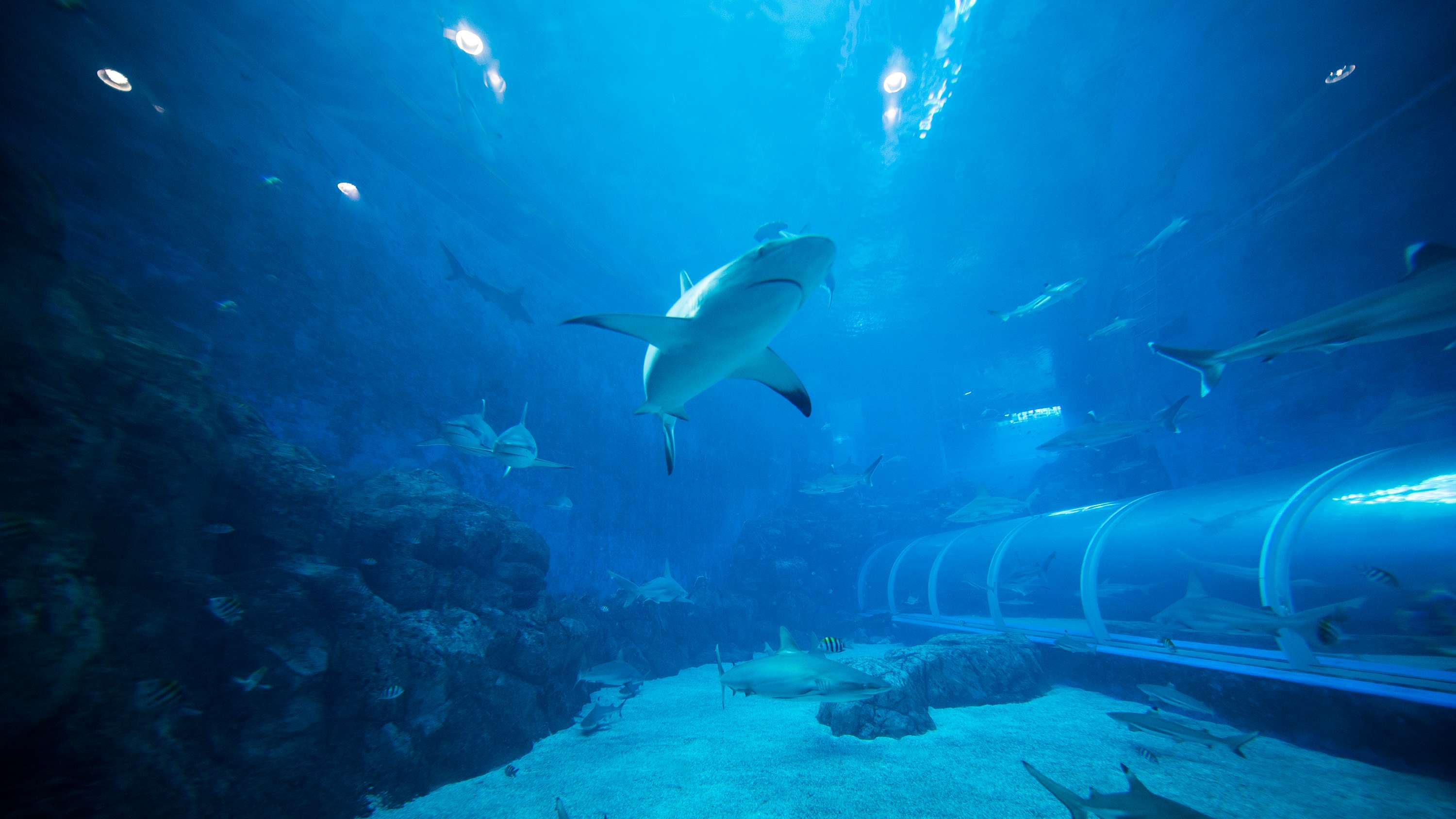 Marvel at Exotic Marine Life at S.e.a. Aquarium