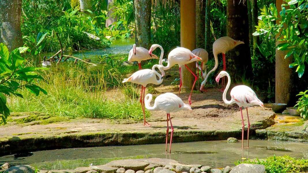  The Bali Bird Park