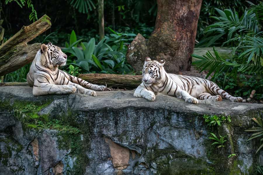 Singapore zoo