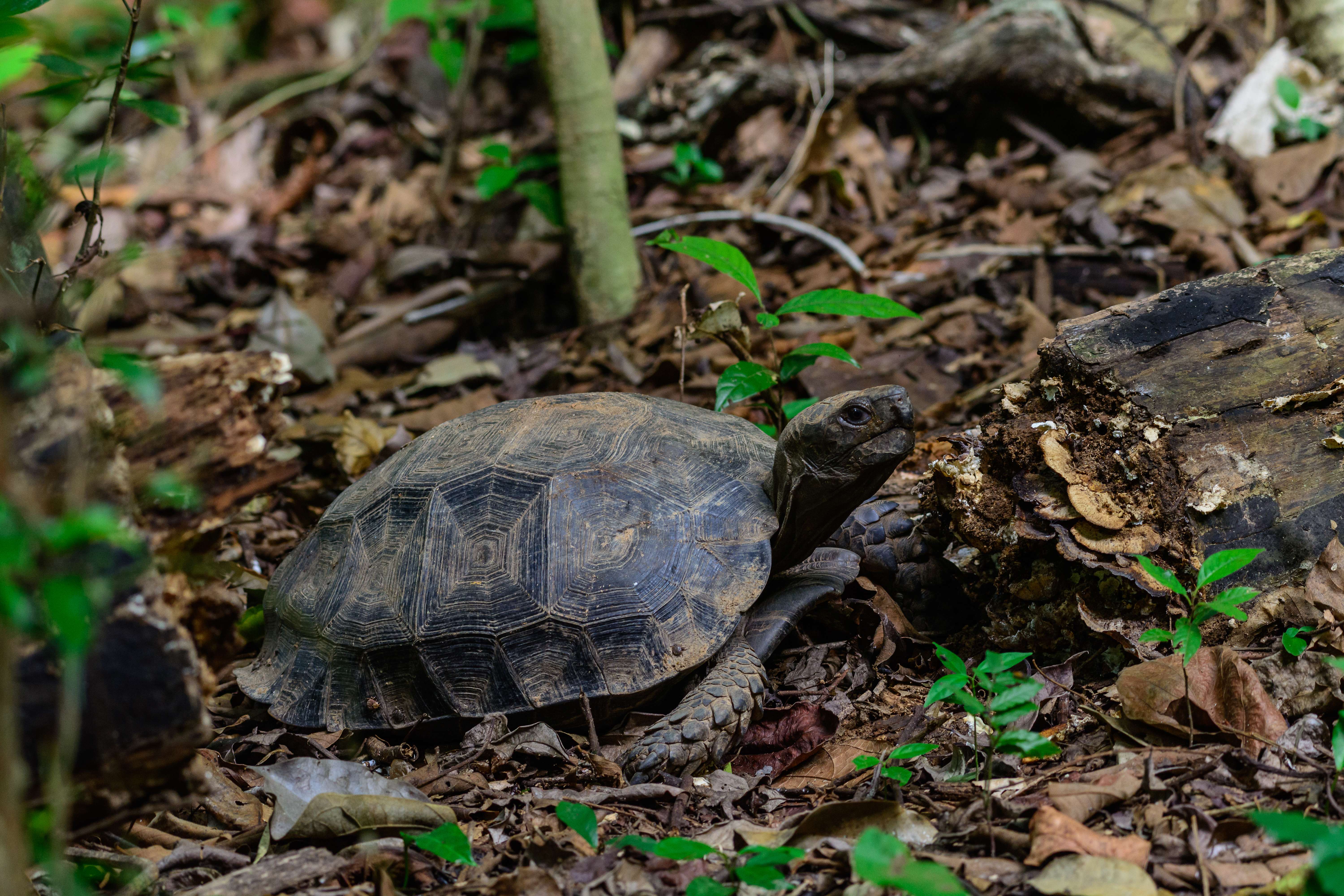 Kaeng Krachan National Park