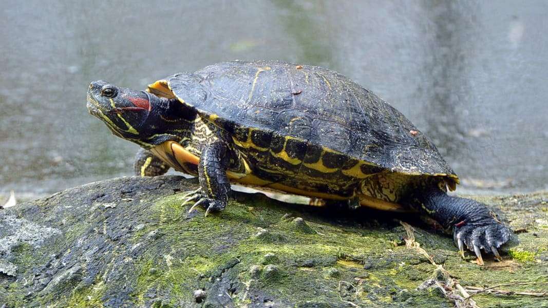 Kuta Beach Sea Turtle Conservation