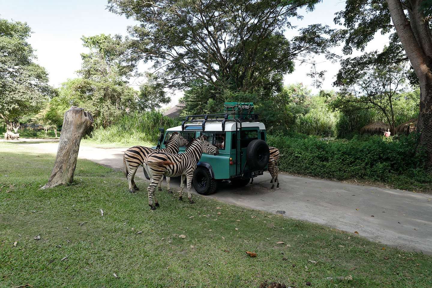 Explore Bali Safari and Marine Park