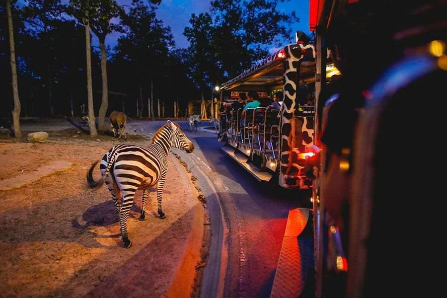 Visit Chiang Mai Night Safari
