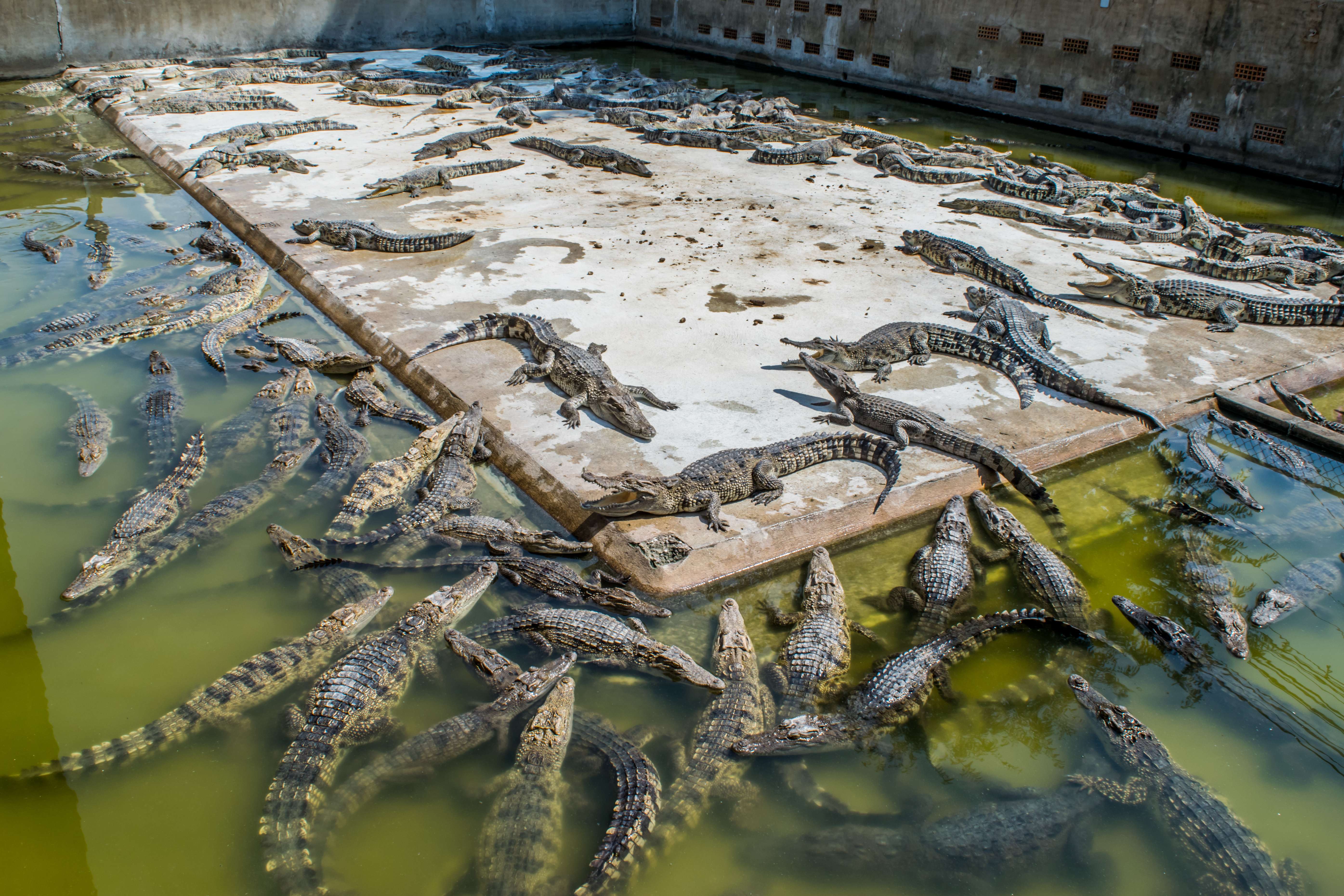 Crocodile Farm