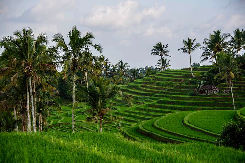 Busungbiu Rice Terraces
