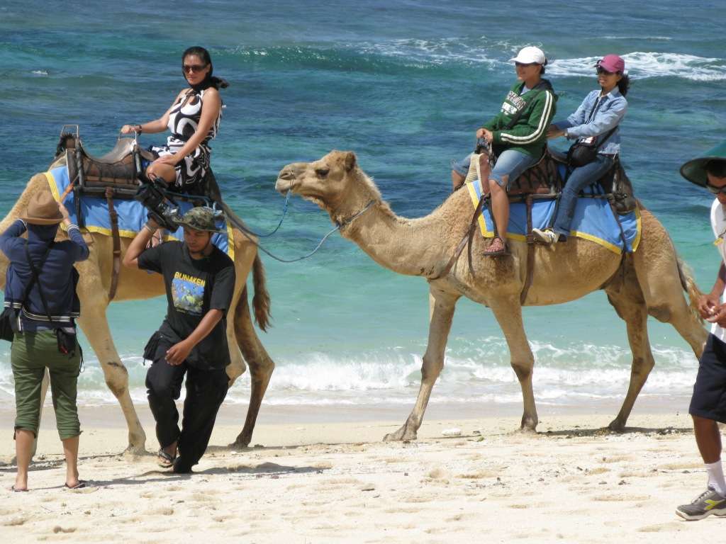 Go For A Camel Ride