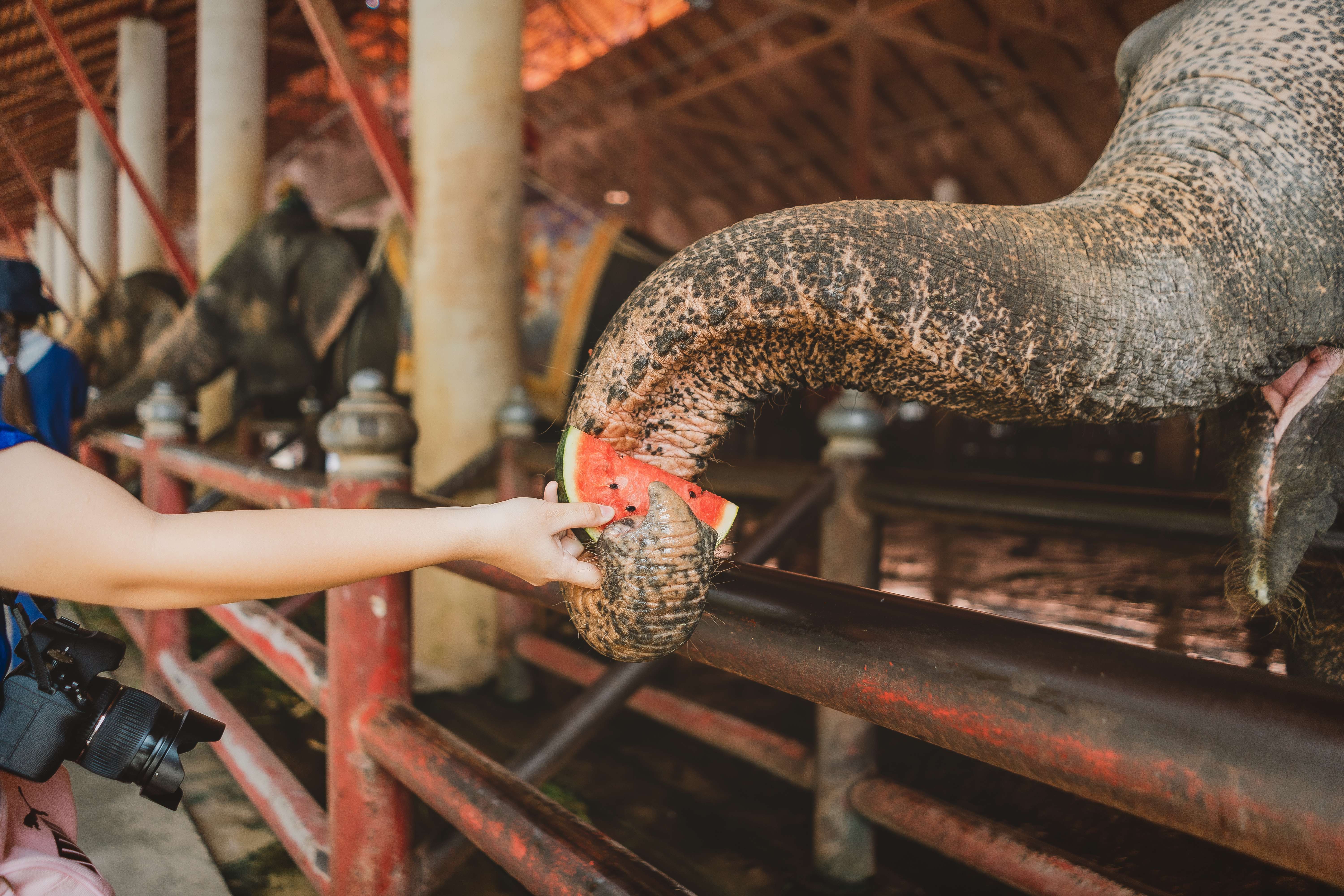 Visit the Wildlife Friends Foundation of Thailand