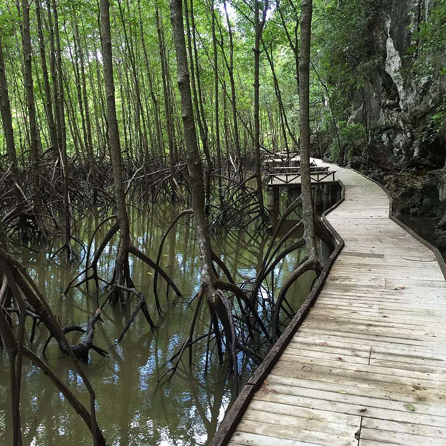 Ao Luk Mangroves