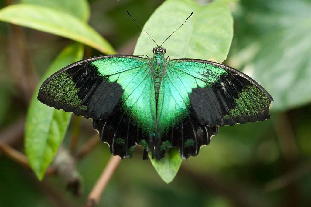 Bali Butterfly Park