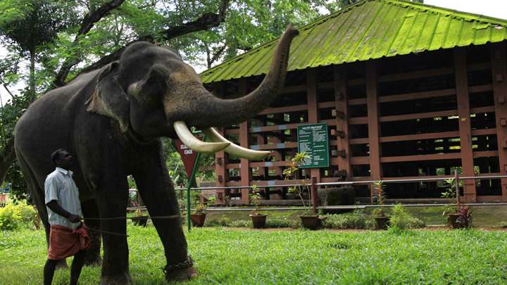 Konni Elephant Training Center