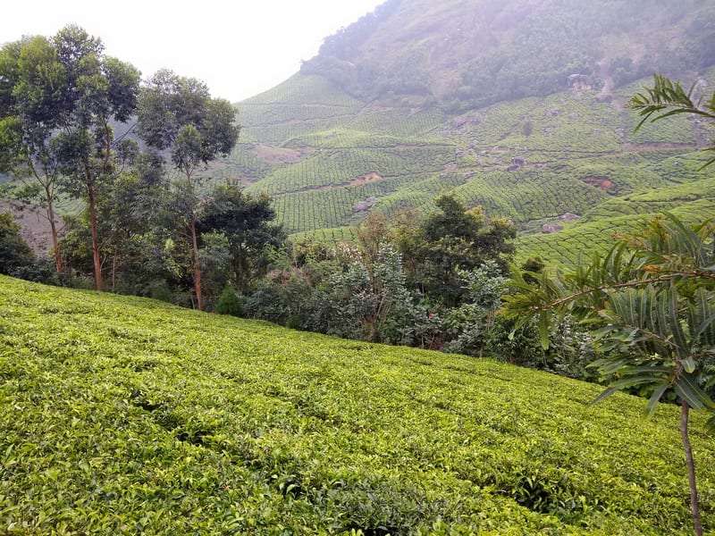 Kolukkumalai Tea Plantation, Idukki