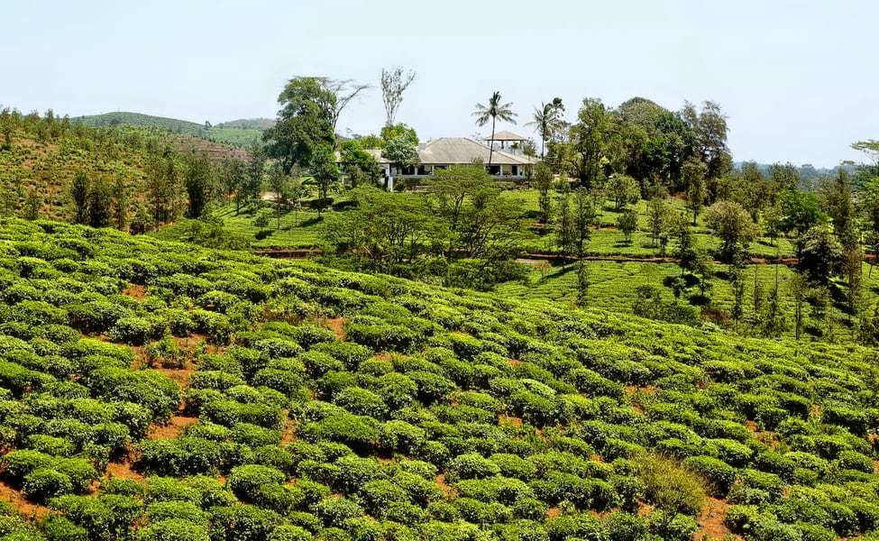 Elstone Tea Estate, Wayanad