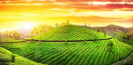 5 Best Tea Plantations in Kerala That You Must Visit in {{year}}!