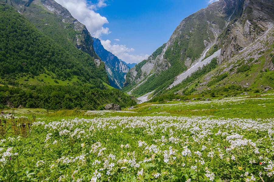 Valley of Flowers