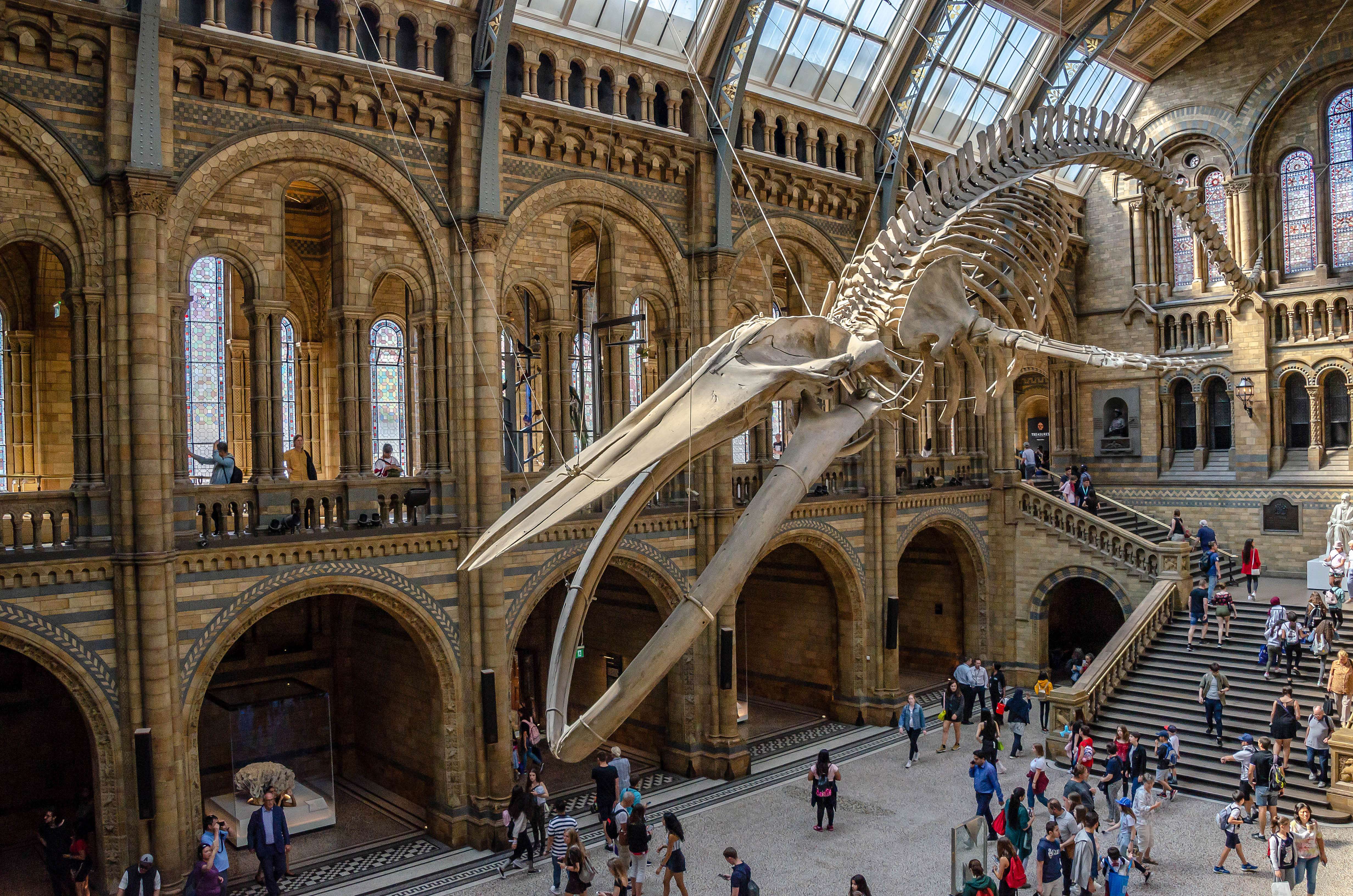 The Natural History Museum