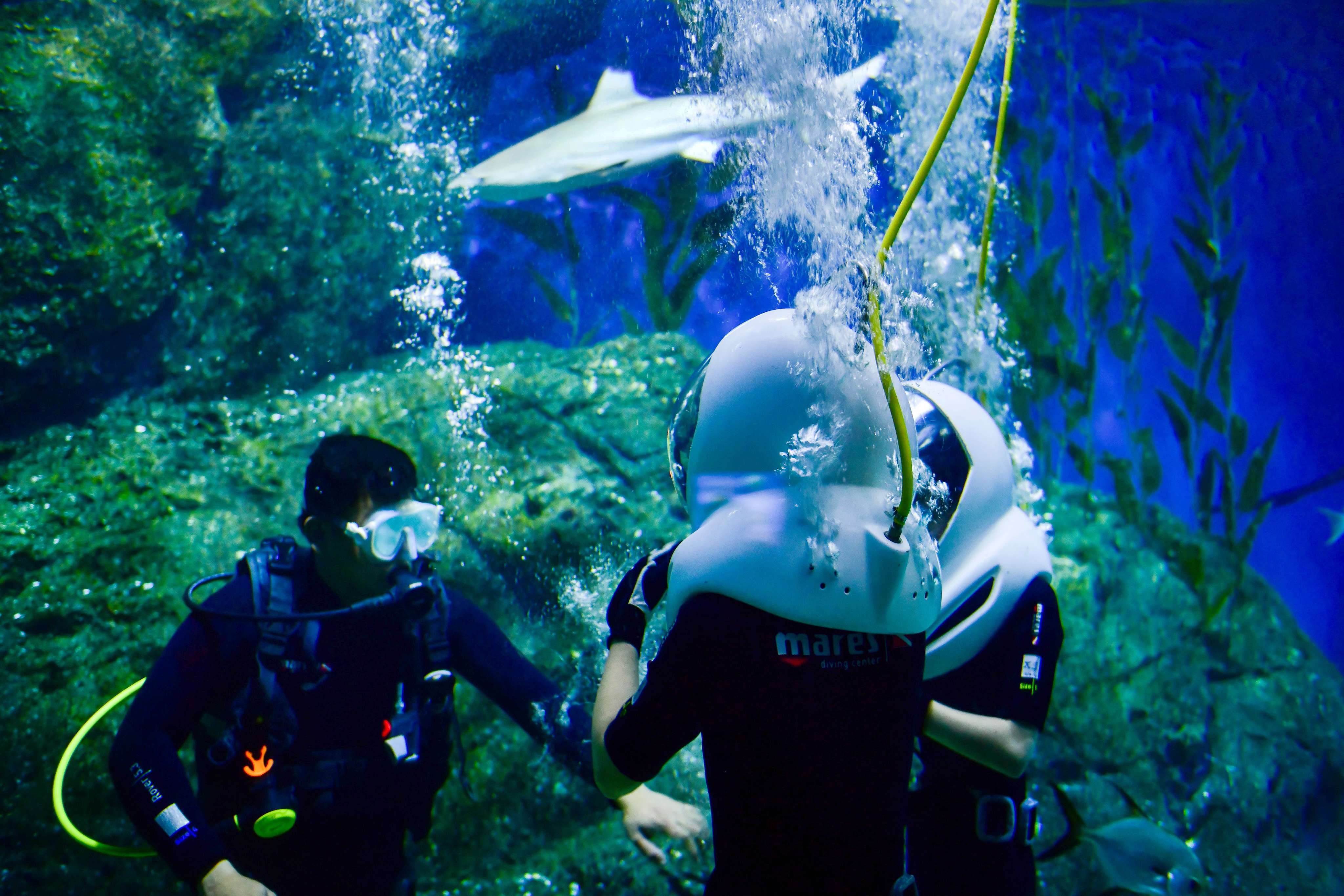 Dive Into Sea Life Aquarium