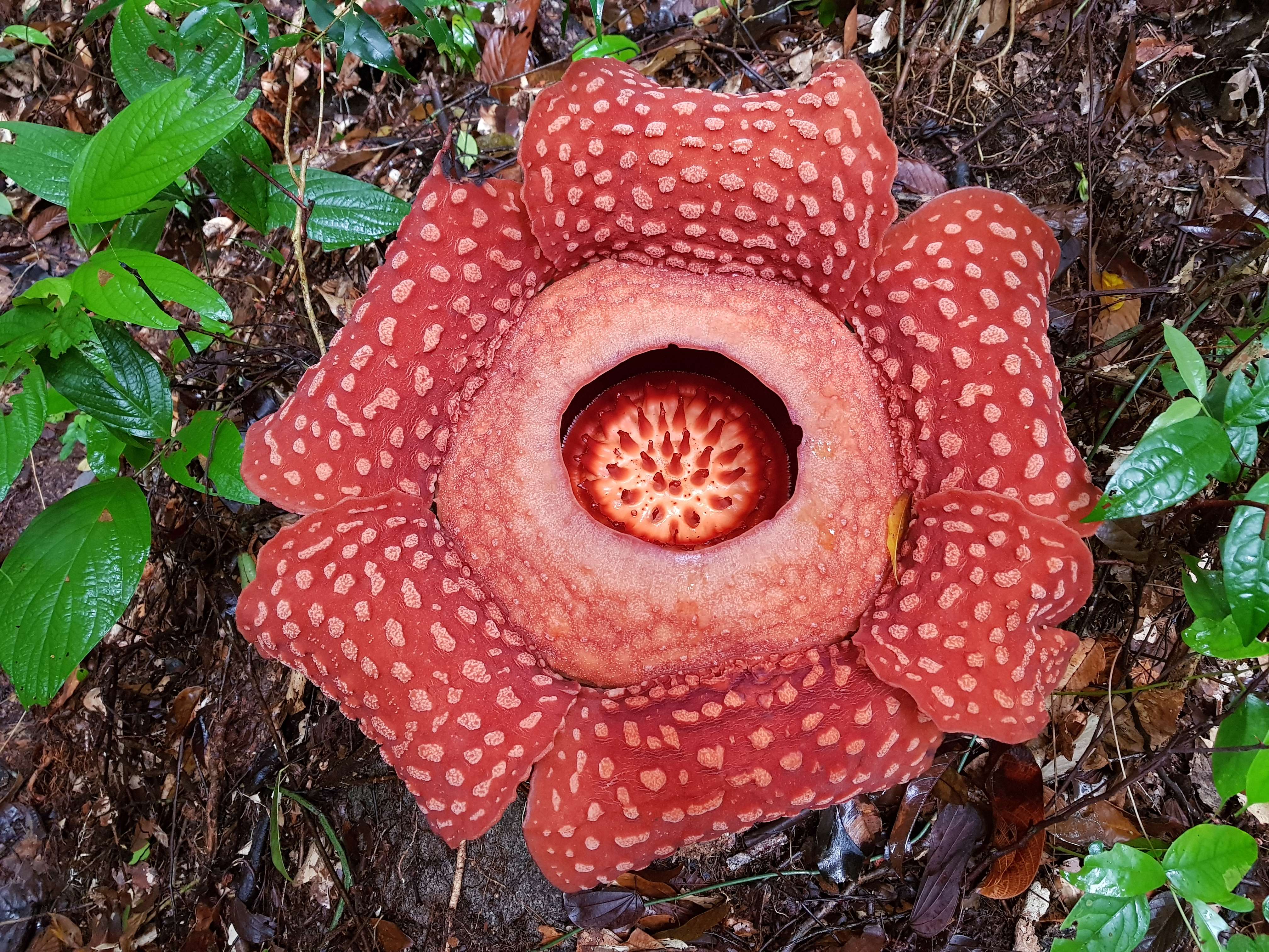 Gunung Gading National Park