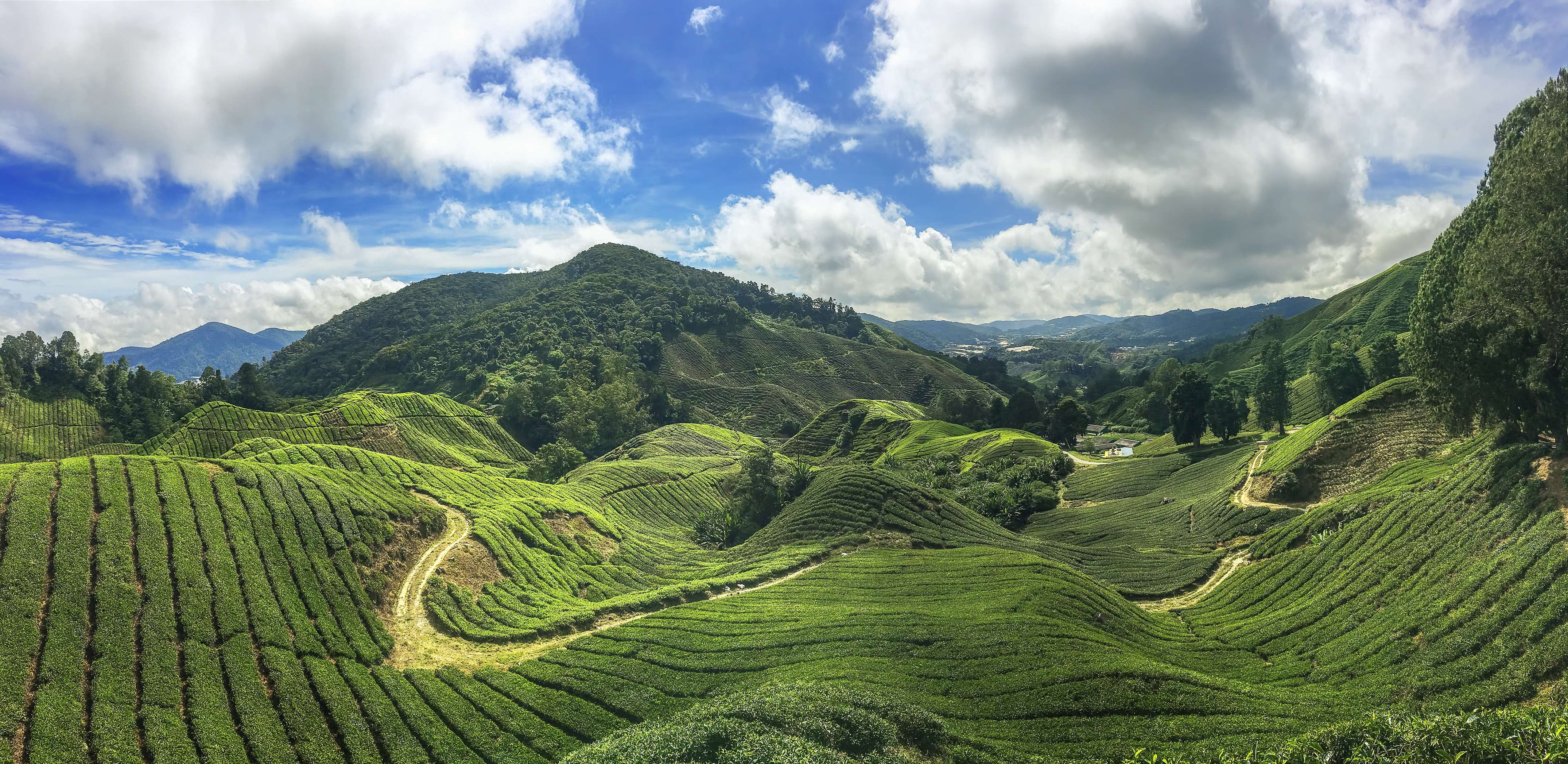 Cameron Highlands