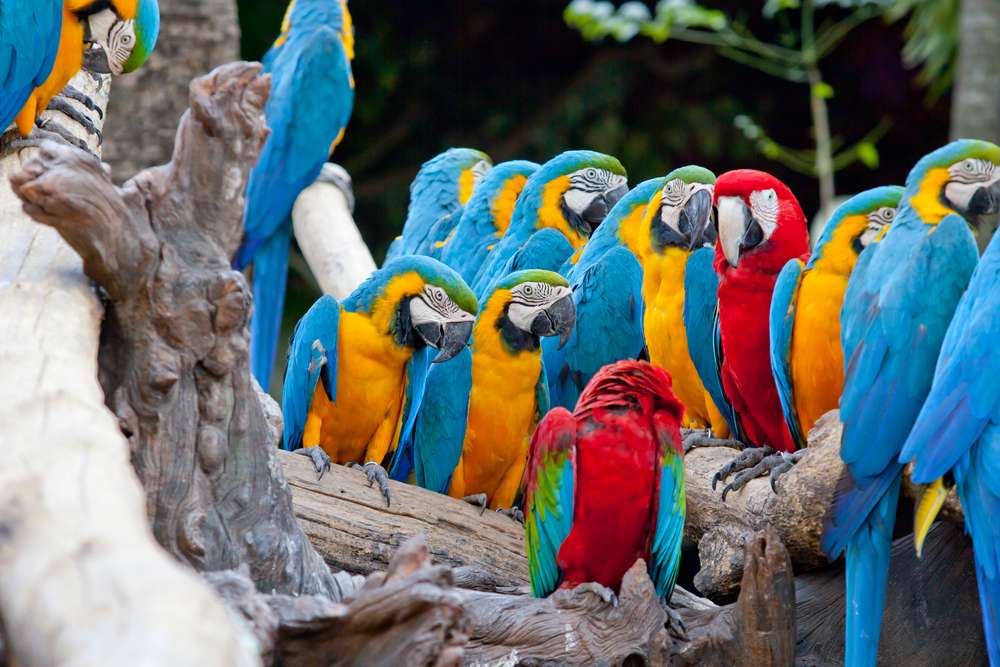  Explore Bali Bird Park