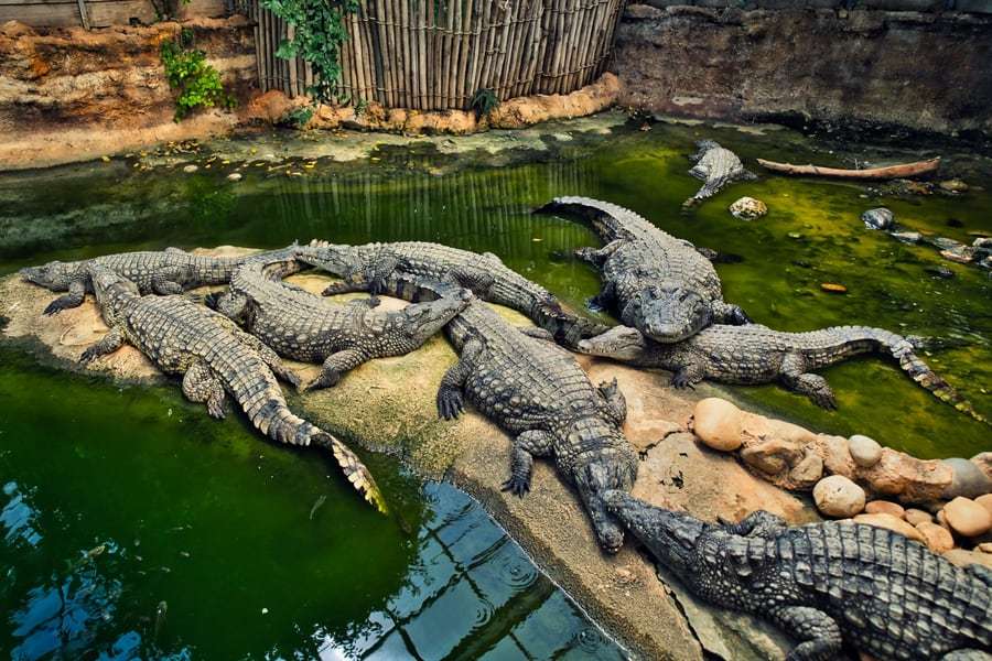 Explore Crocodile Adventureland Langkawi 
