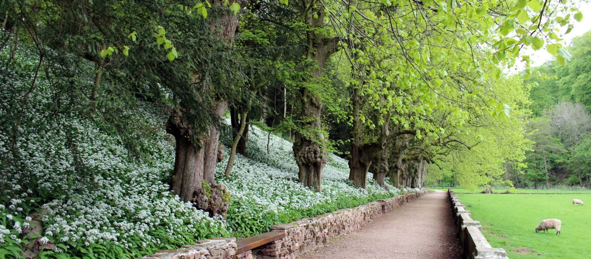 Walk through Ilam Park 