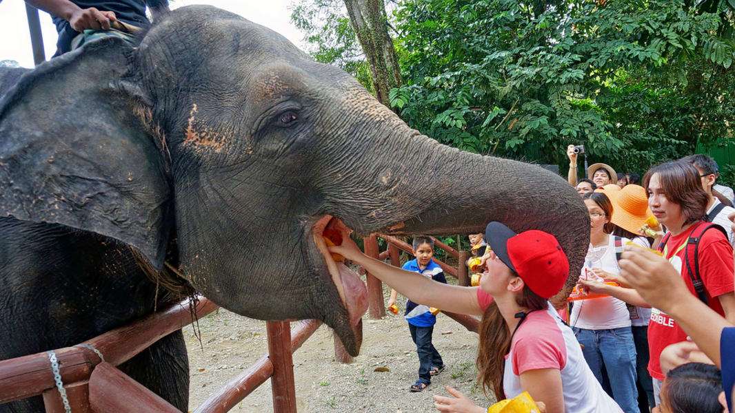 Take Kuala Gandah Elephant Sanctuary Tour